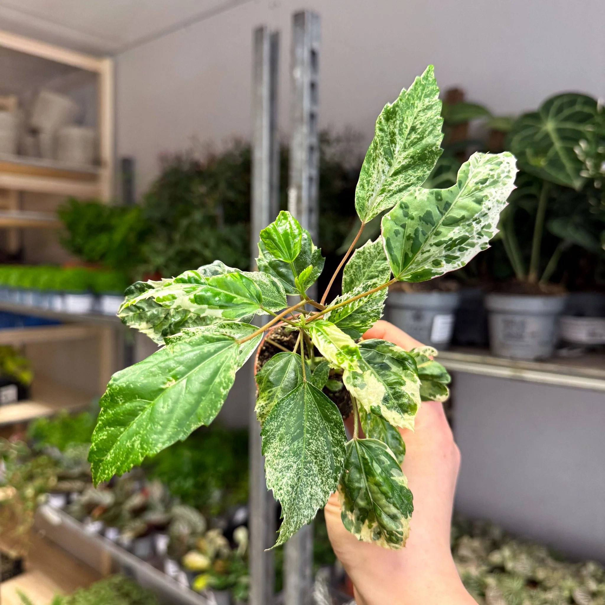 Hibiscus rosa-sinensis ‘Variegata’ – Variegated Tropical Hibiscus - Image 15