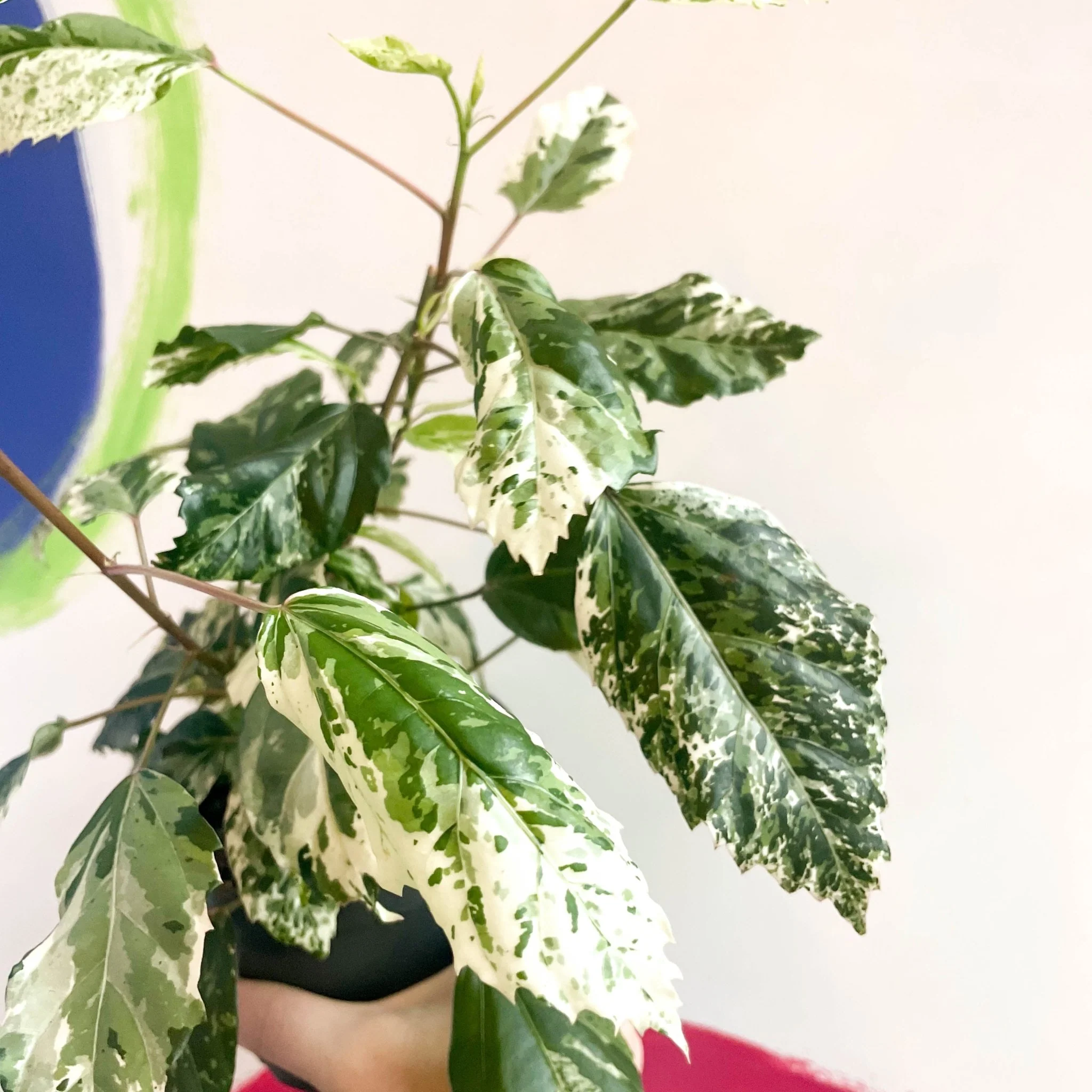Hibiscus rosa-sinensis ‘Variegata’ – Variegated Tropical Hibiscus - Image 3
