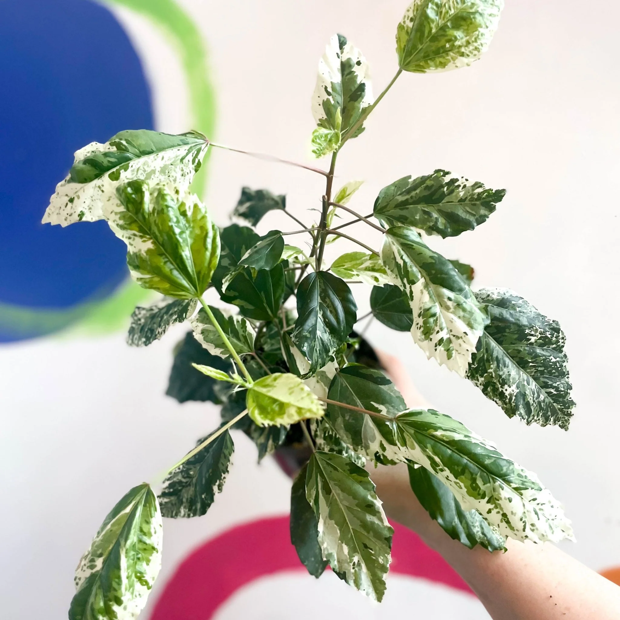 Hibiscus rosa-sinensis ‘Variegata’ – Variegated Tropical Hibiscus - Image 4
