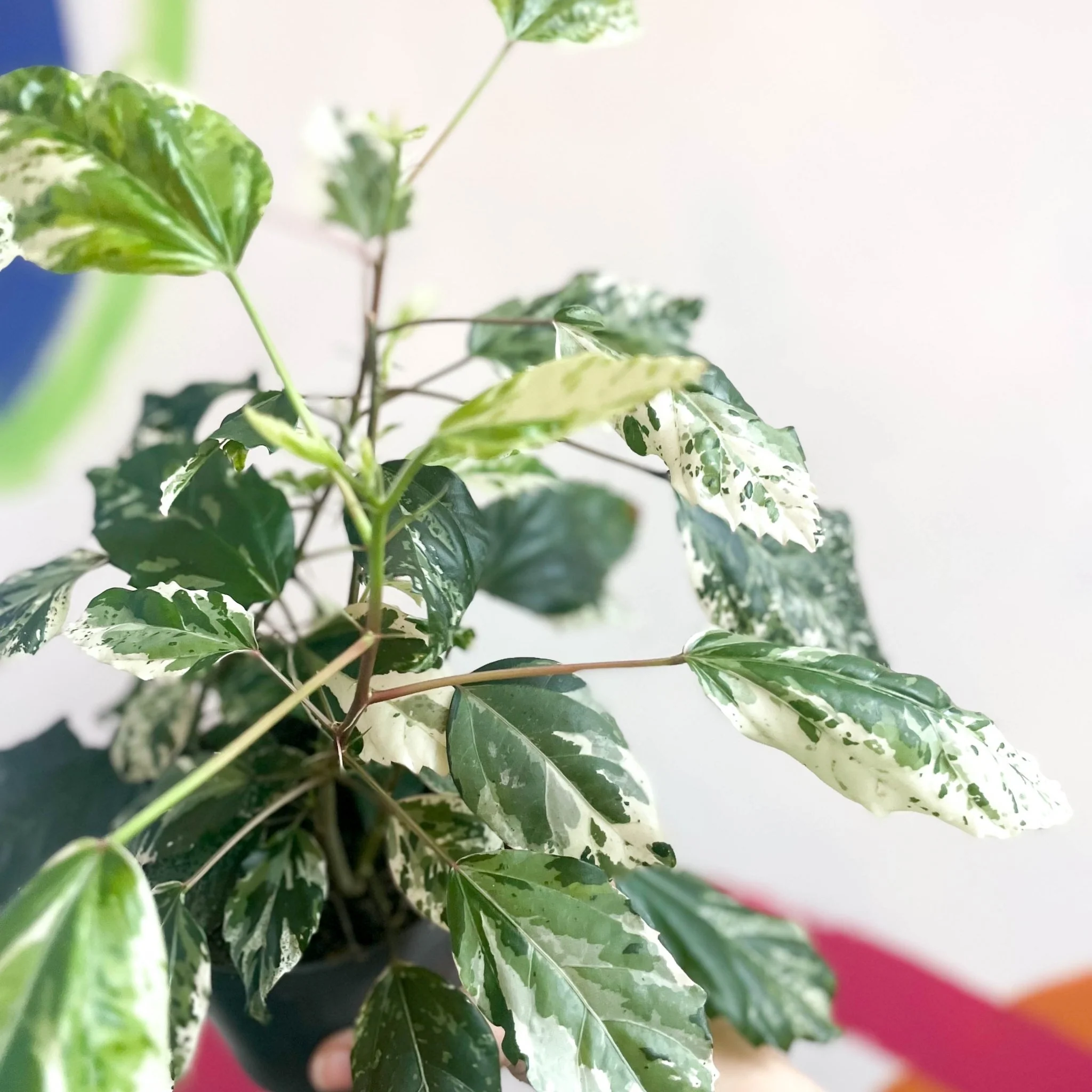 Hibiscus rosa-sinensis ‘Variegata’ – Variegated Tropical Hibiscus - Image 5