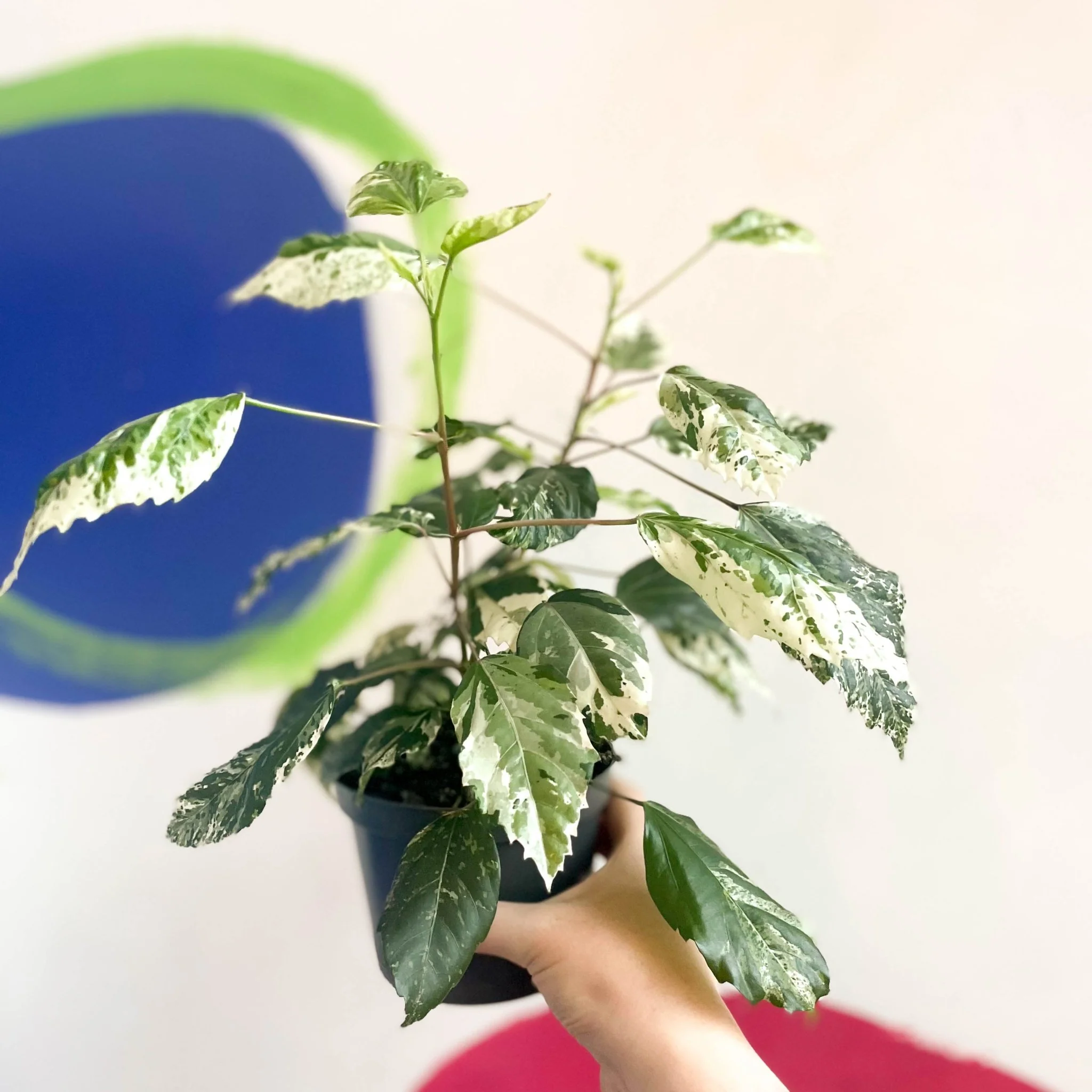 Hibiscus rosa-sinensis ‘Variegata’ – Variegated Tropical Hibiscus - Image 6