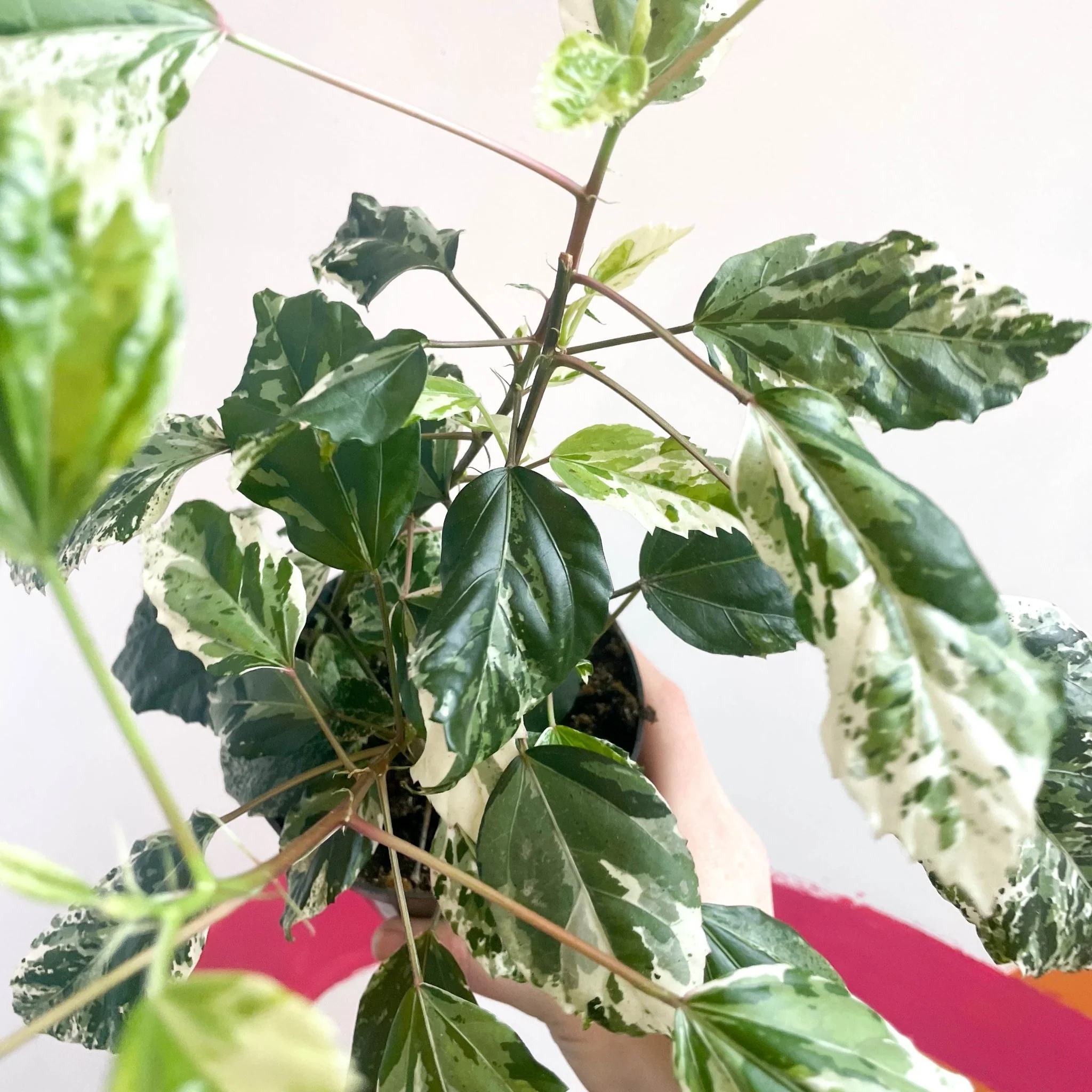 Hibiscus rosa-sinensis ‘Variegata’ – Variegated Tropical Hibiscus - Image 7