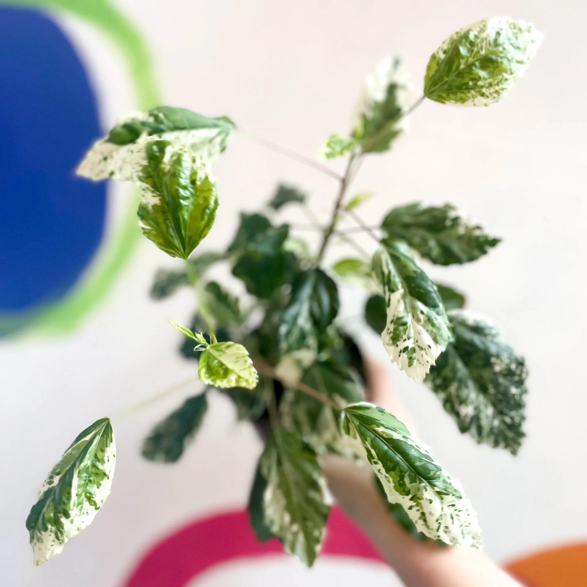 Hibiscus rosa-sinensis ‘Variegata’ – Variegated Tropical Hibiscus - Image 8