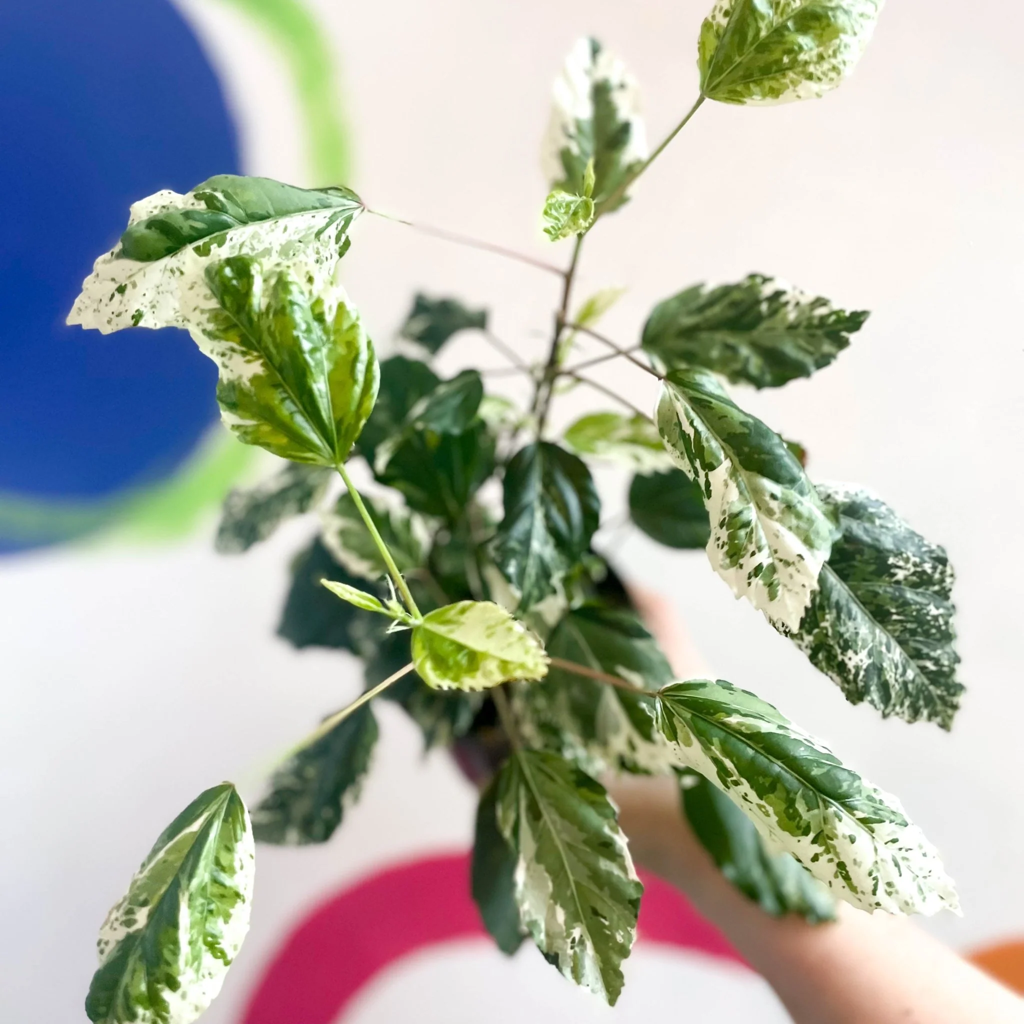 Hibiscus rosa-sinensis ‘Variegata’ – Variegated Tropical Hibiscus - Image 9