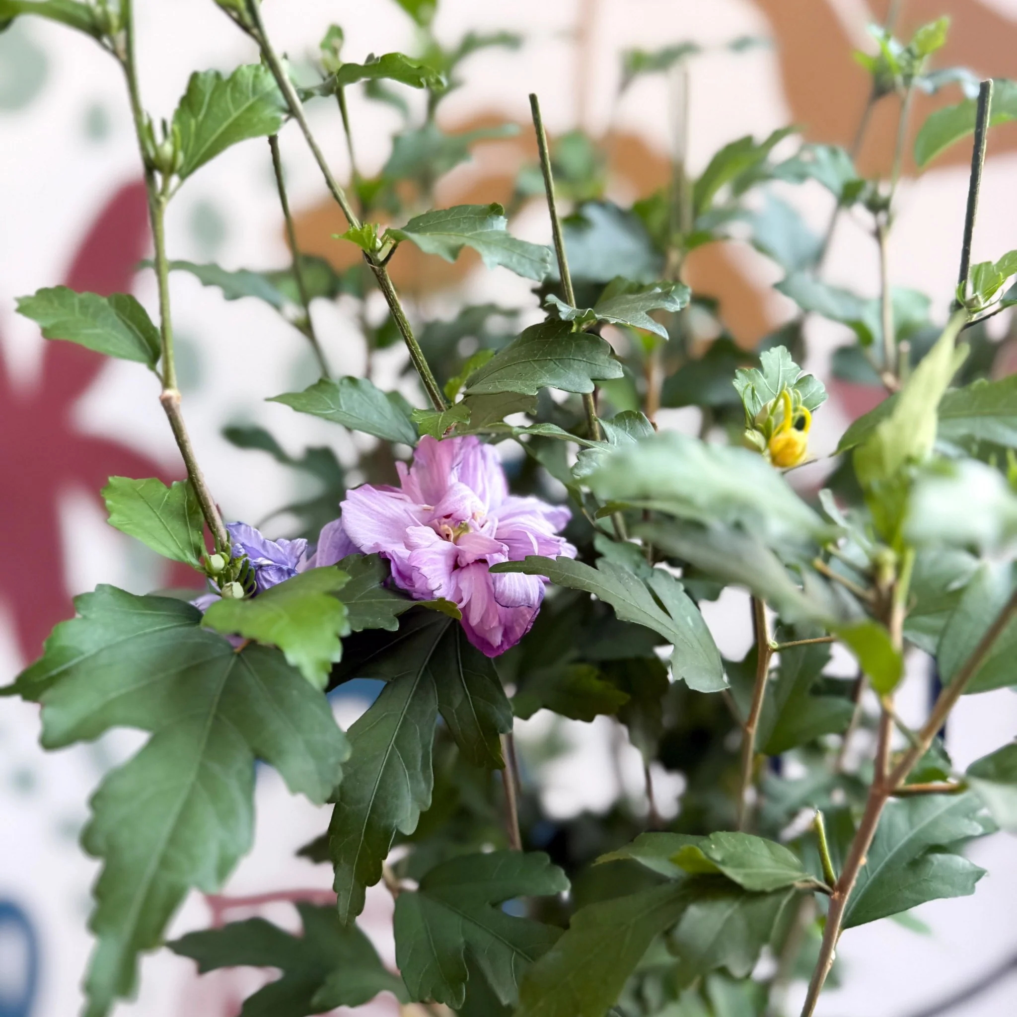 Hibiscus syriacus ‘Ardens’ - Rose of Sharon