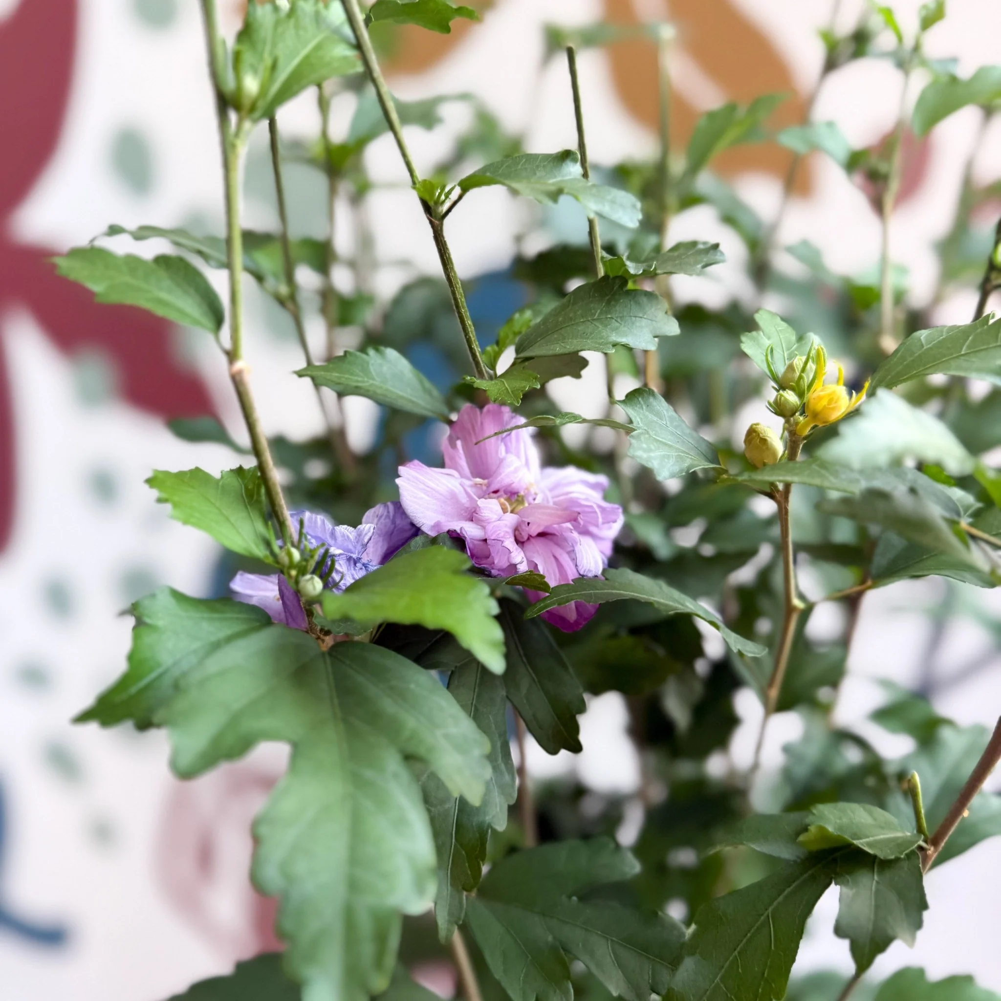 Hibiscus syriacus ‘Ardens’ - Rose of Sharon - Image 7