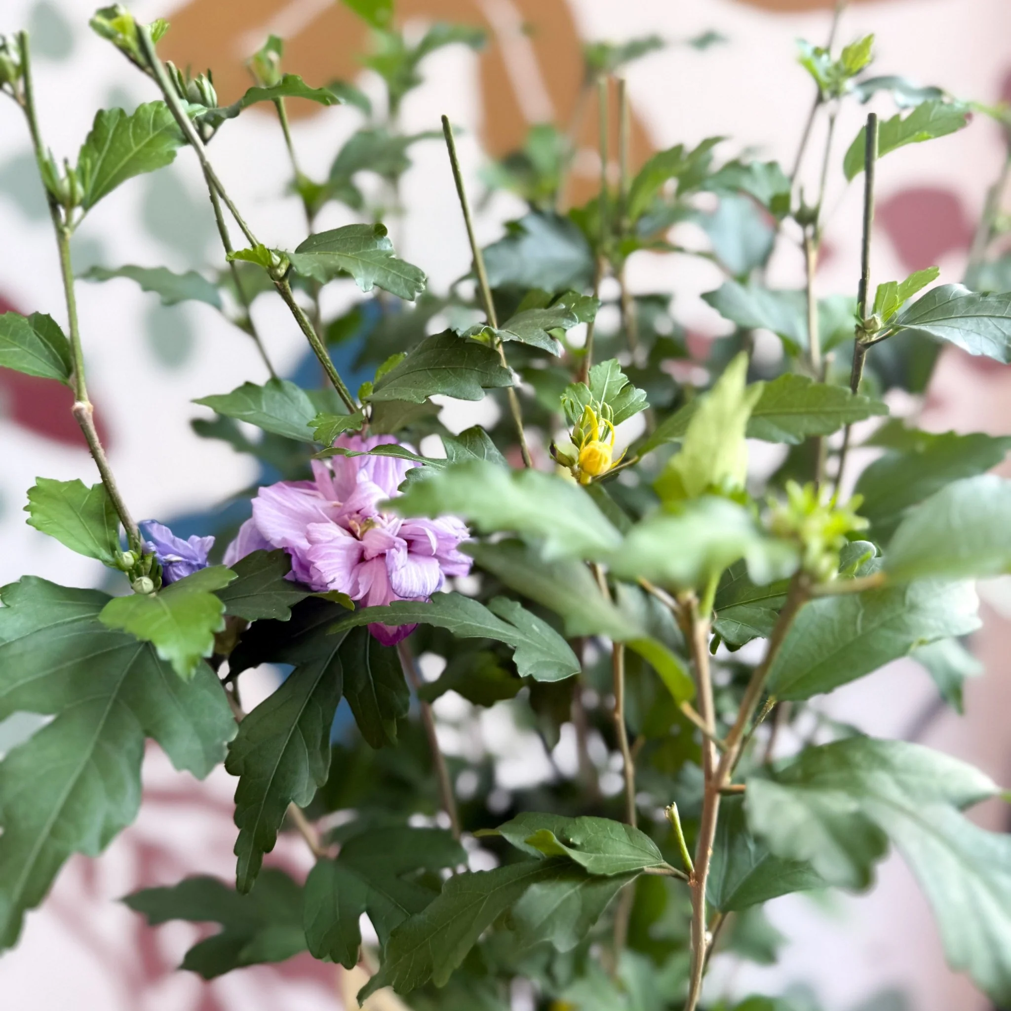 Hibiscus syriacus ‘Ardens’ - Rose of Sharon - Image 8