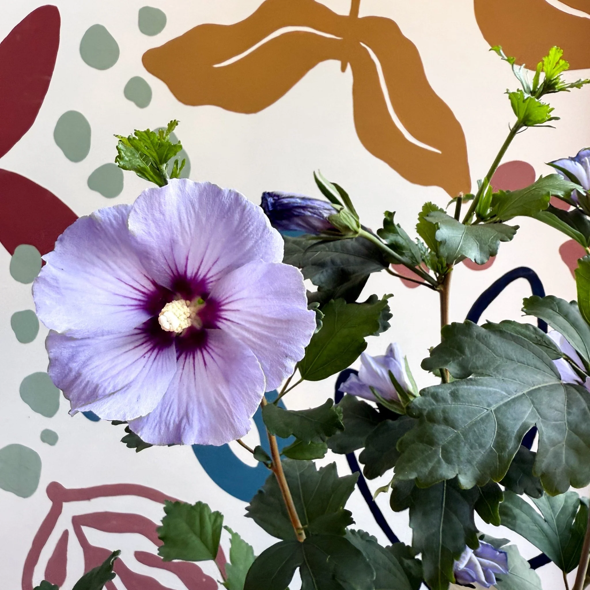 Hibiscus syriacus ‘Marina’ - Rose of Sharon - Image 10