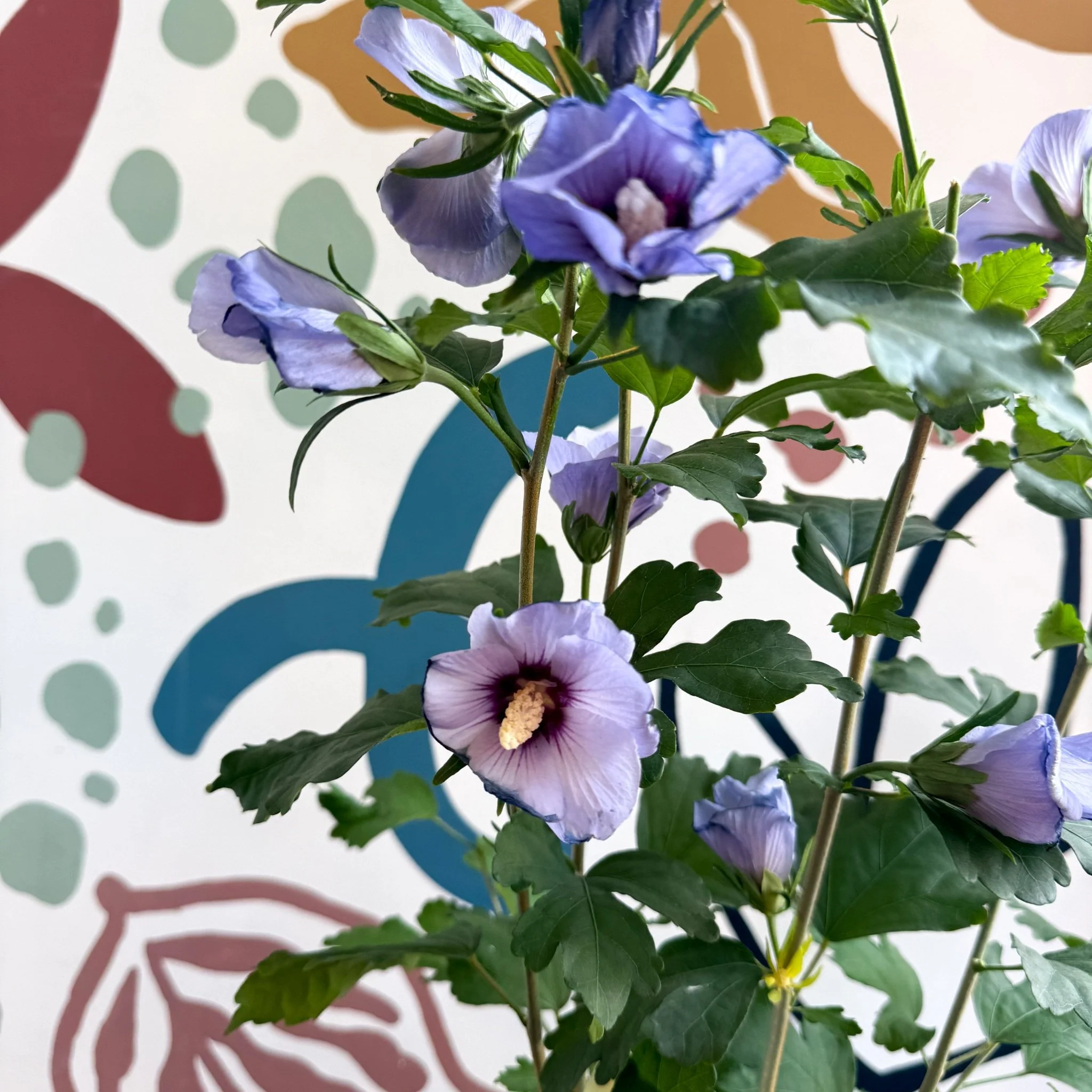Hibiscus syriacus ‘Marina’ - Rose of Sharon - Image 11