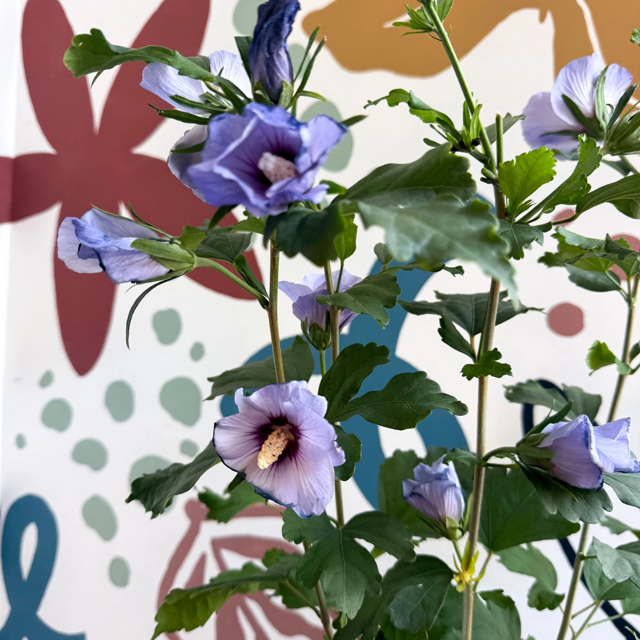 Hibiscus syriacus ‘Marina’ - Rose of Sharon - Image 12