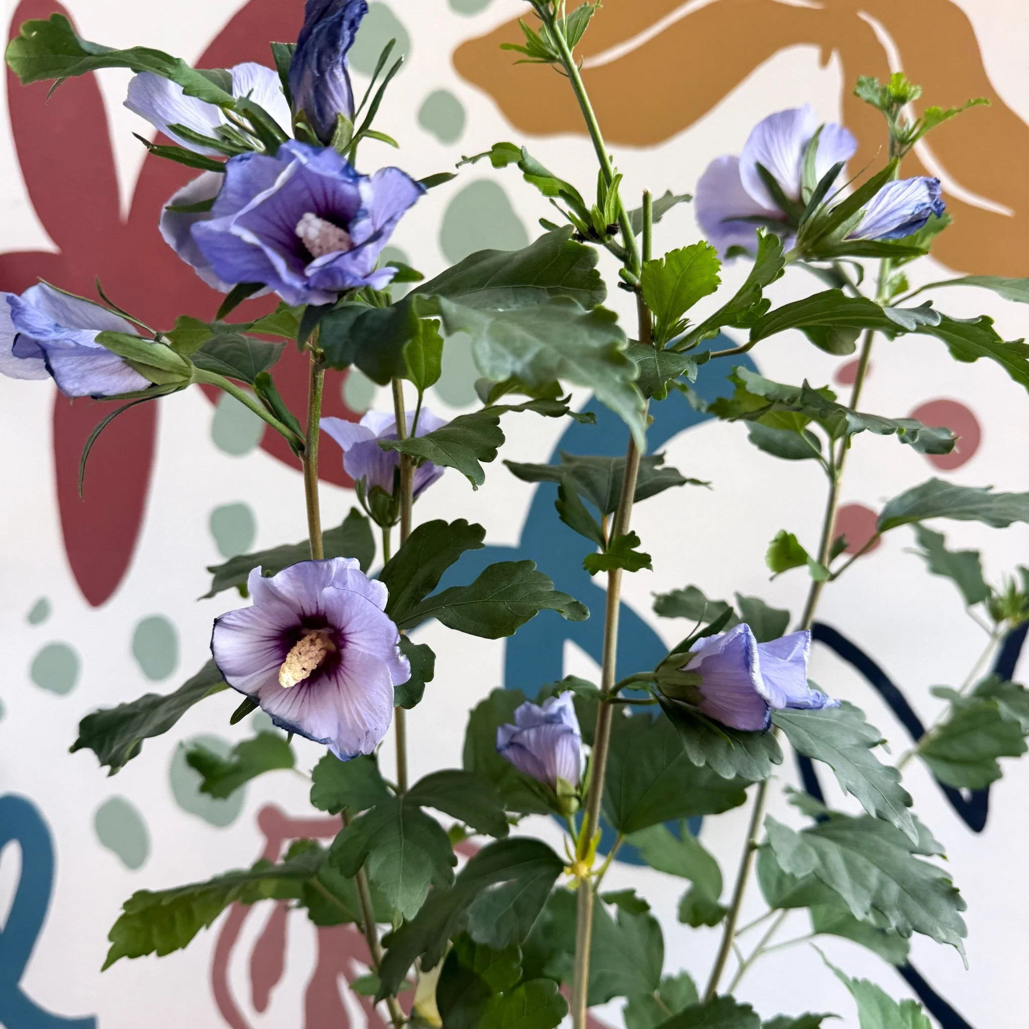 Hibiscus syriacus ‘Marina’ - Rose of Sharon - Image 2