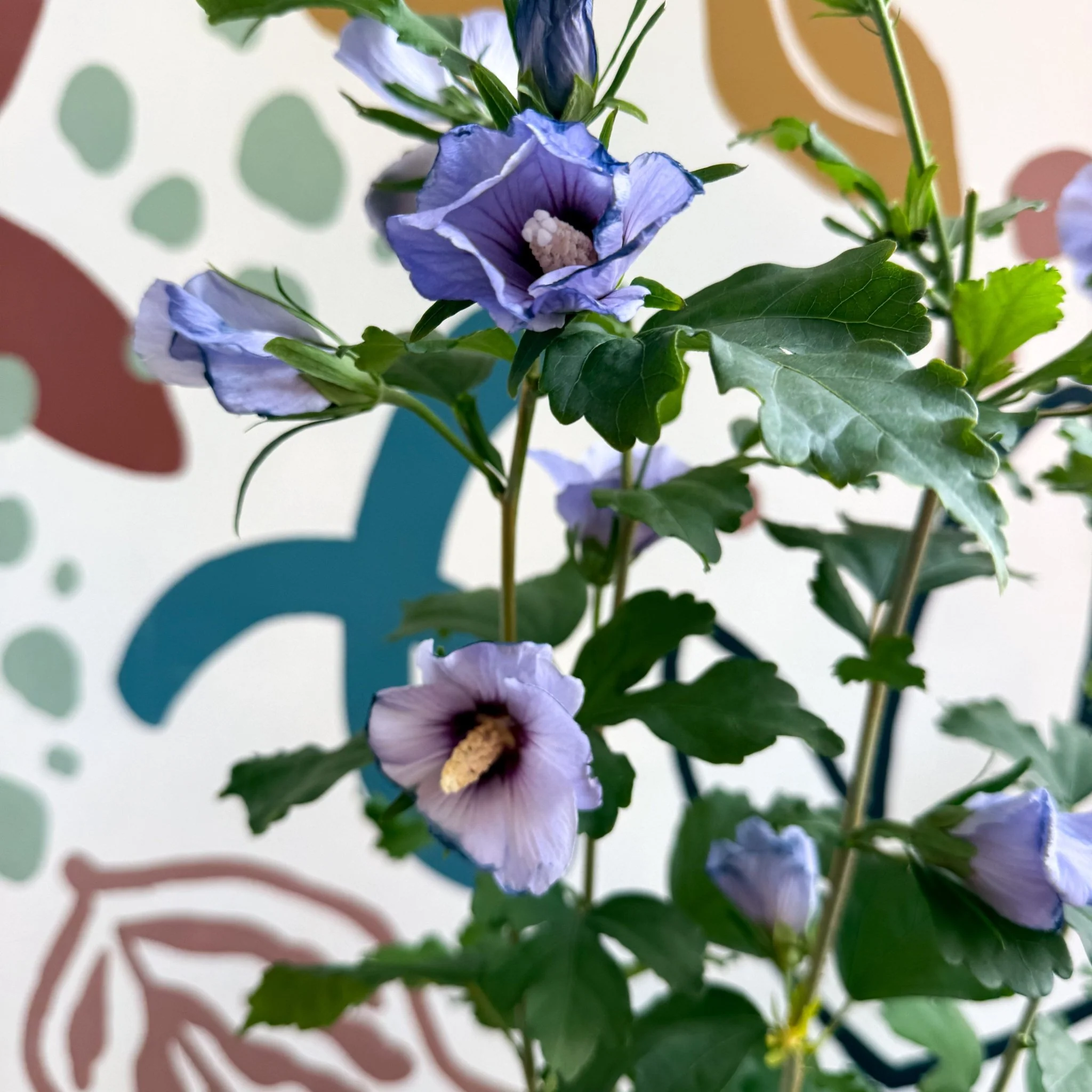 Hibiscus syriacus ‘Marina’ - Rose of Sharon - Image 3