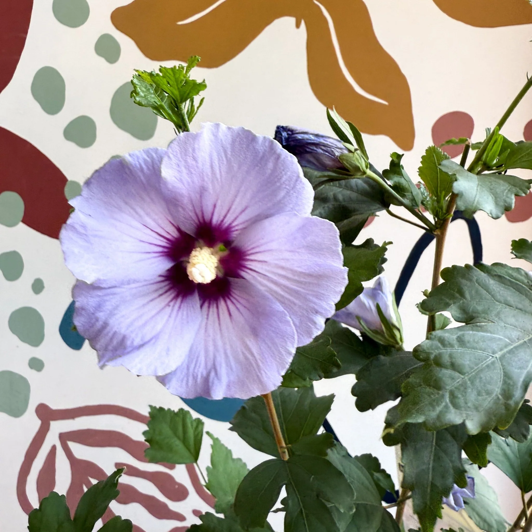 Hibiscus syriacus ‘Marina’ - Rose of Sharon - Image 4