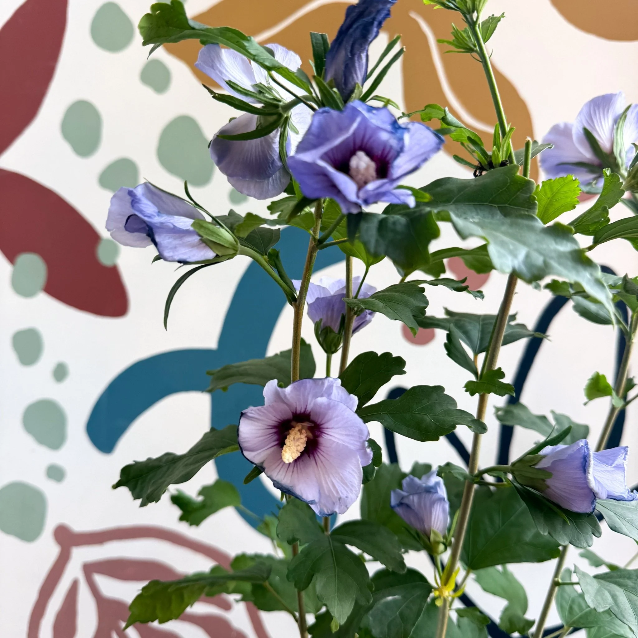 Hibiscus syriacus ‘Marina’ - Rose of Sharon - Image 7