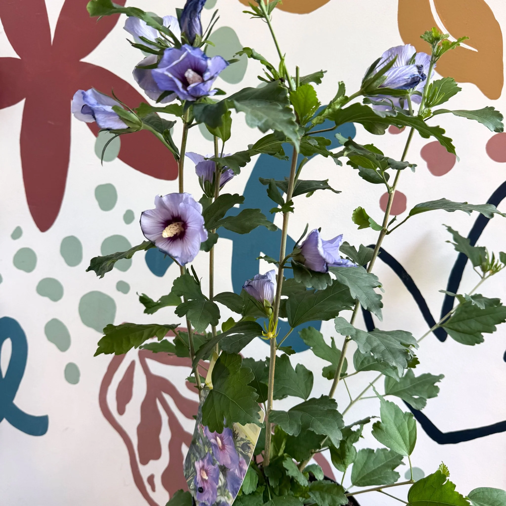 Hibiscus syriacus ‘Marina’ - Rose of Sharon - Image 8