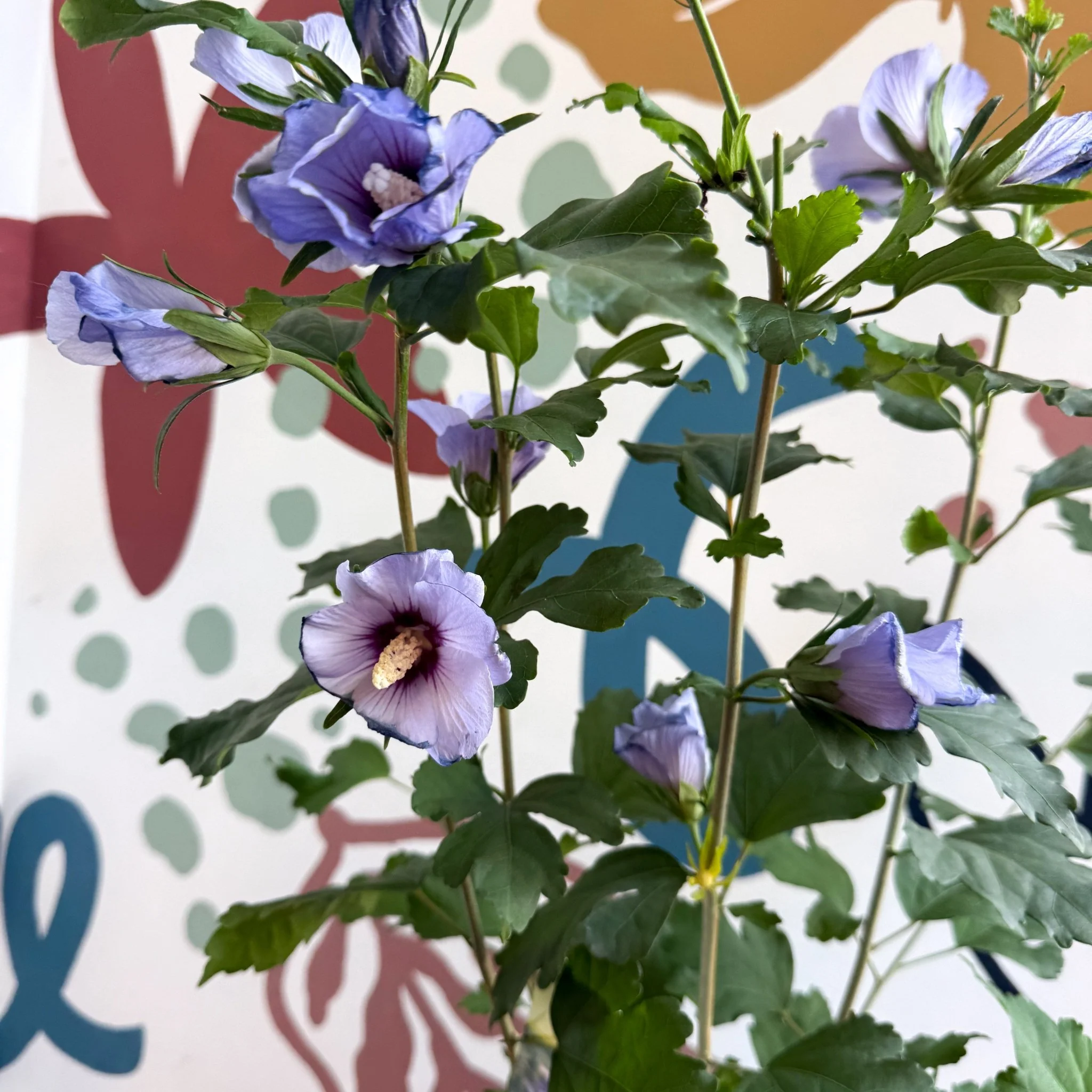 Hibiscus syriacus ‘Marina’ - Rose of Sharon - Image 9
