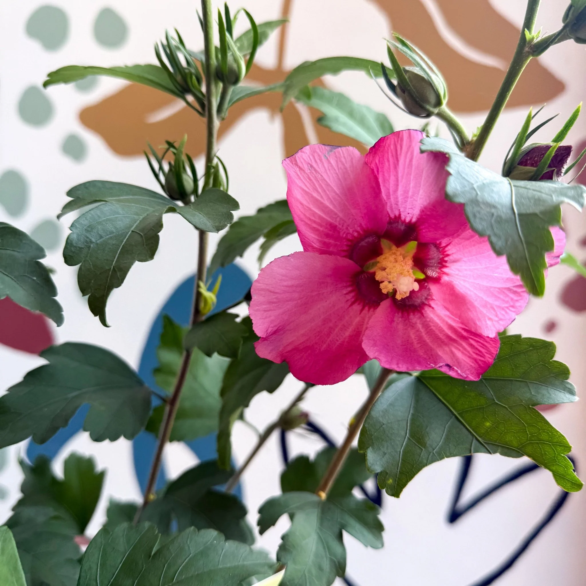 Hibiscus syriacus 'Woodbridge' - Rose of Sharon