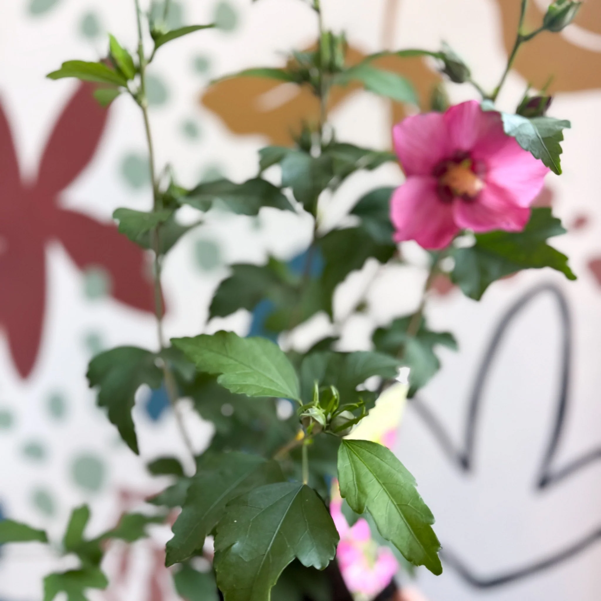 Hibiscus syriacus 'Woodbridge' - Rose of Sharon - Image 10