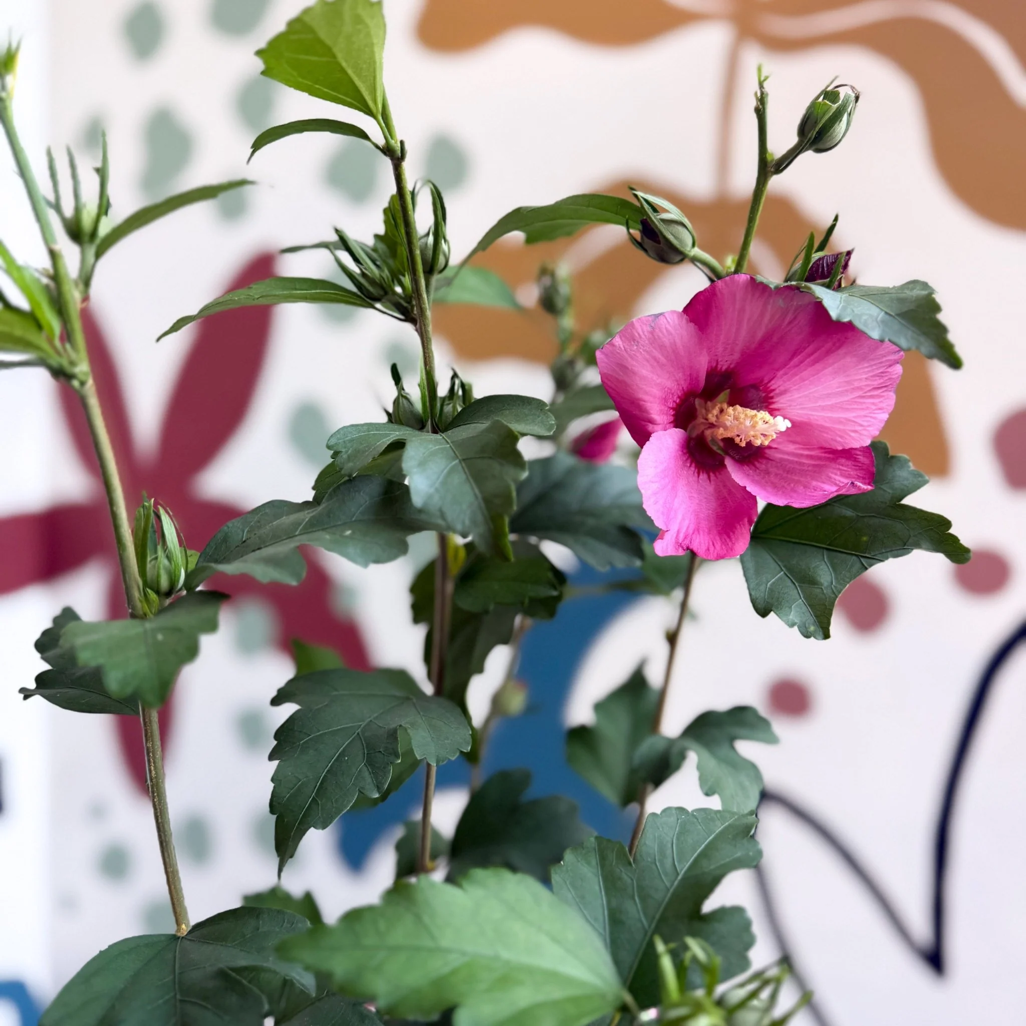 Hibiscus syriacus 'Woodbridge' - Rose of Sharon - Image 2