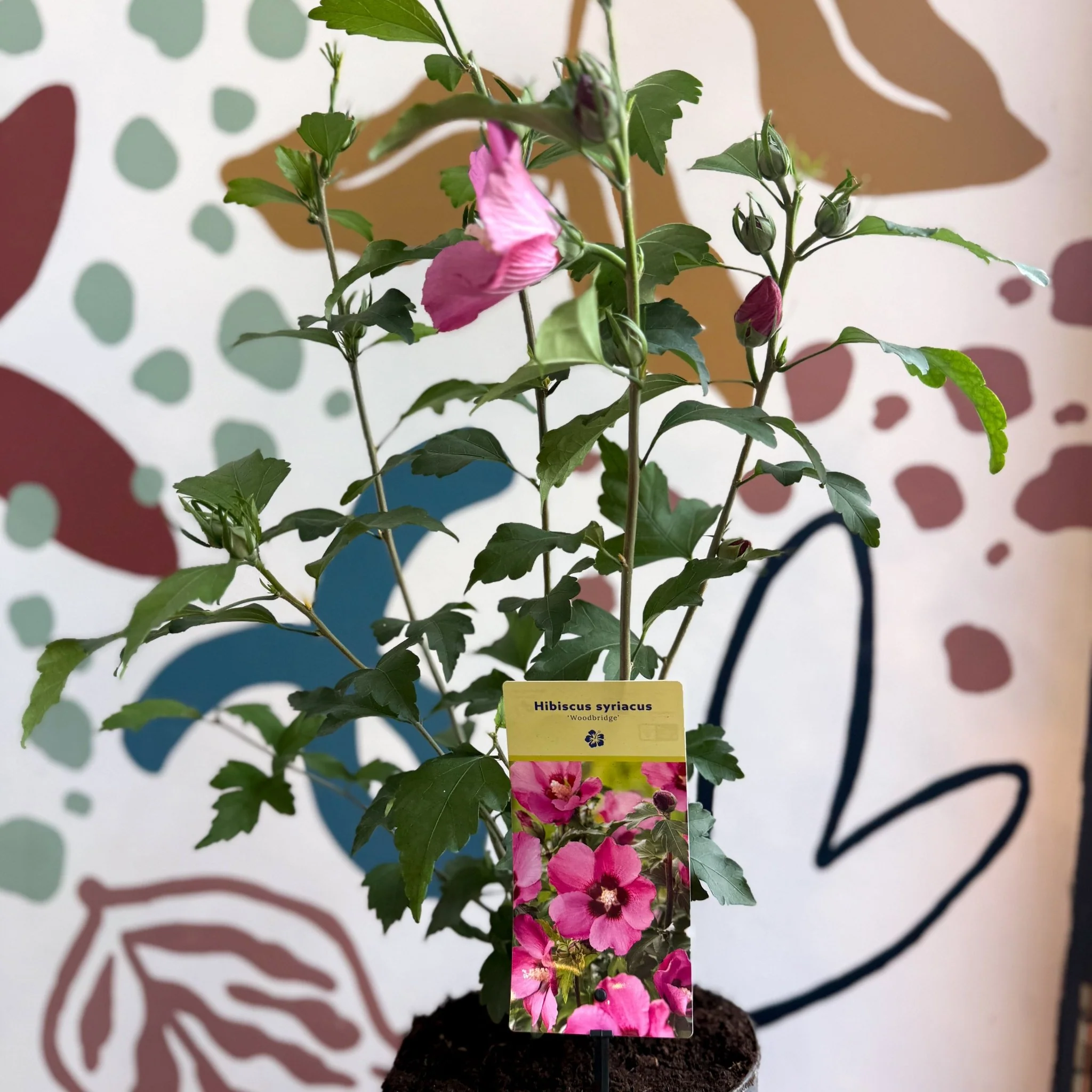 Hibiscus syriacus 'Woodbridge' - Rose of Sharon - Image 3