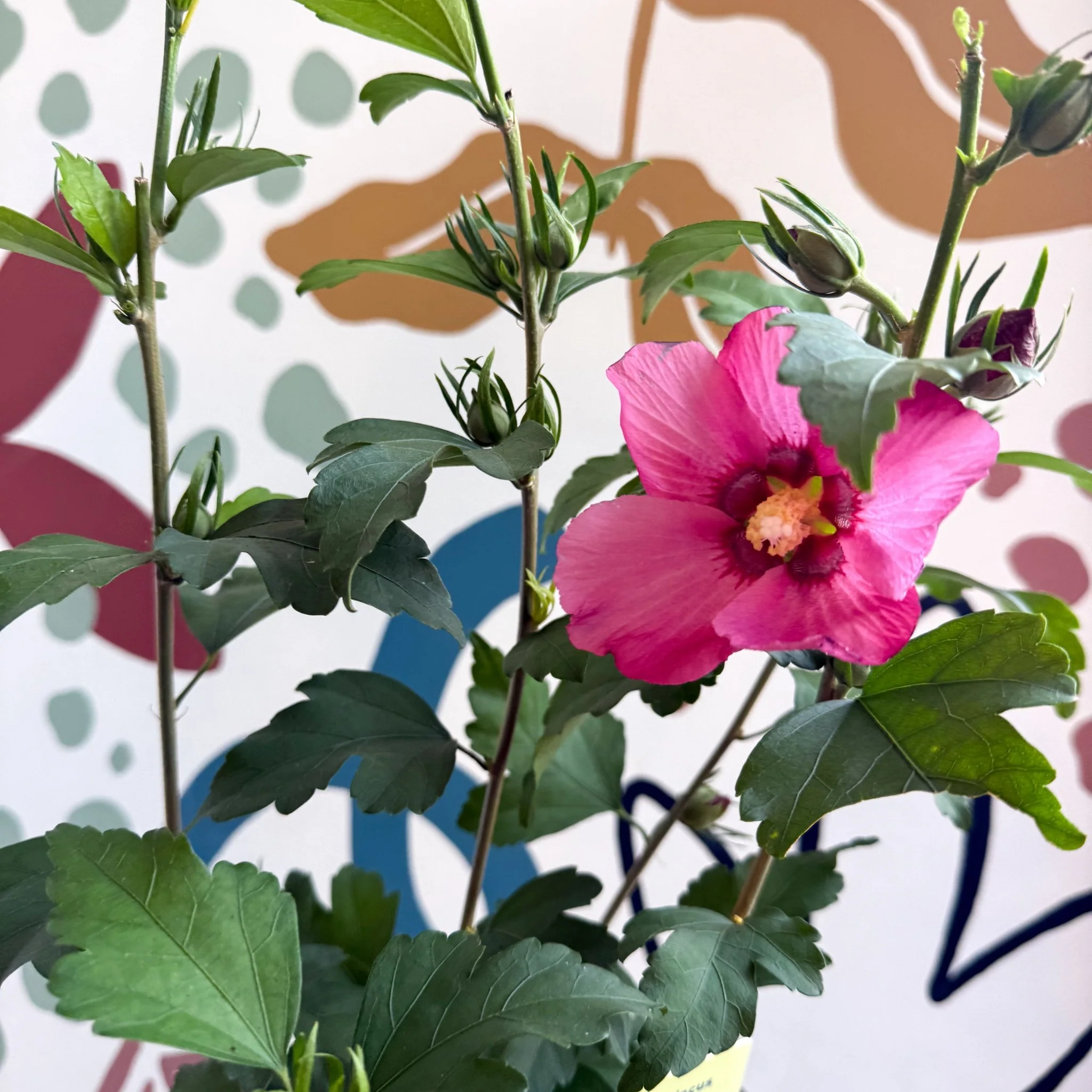 Hibiscus syriacus 'Woodbridge' - Rose of Sharon - Image 4