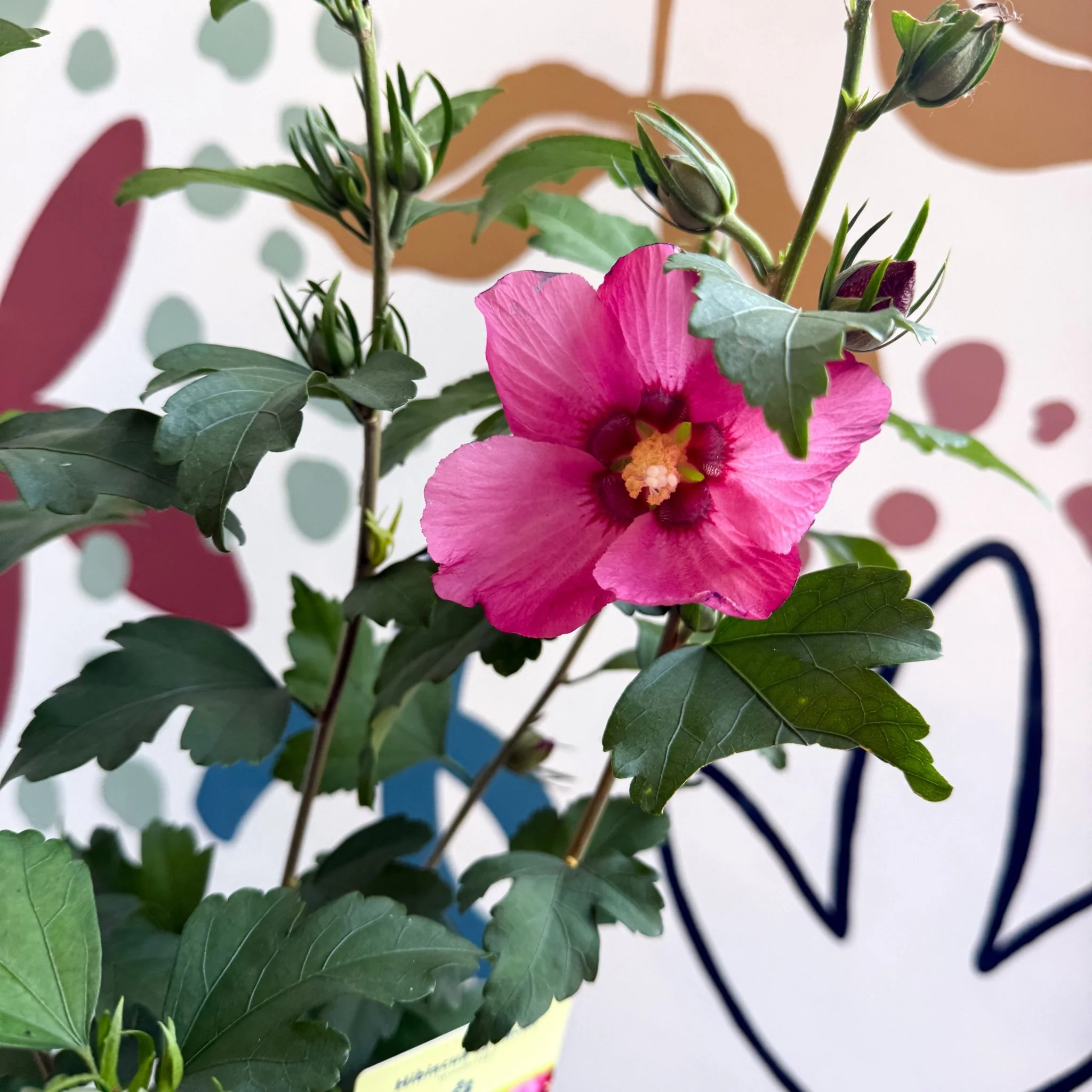 Hibiscus syriacus 'Woodbridge' - Rose of Sharon - Image 5