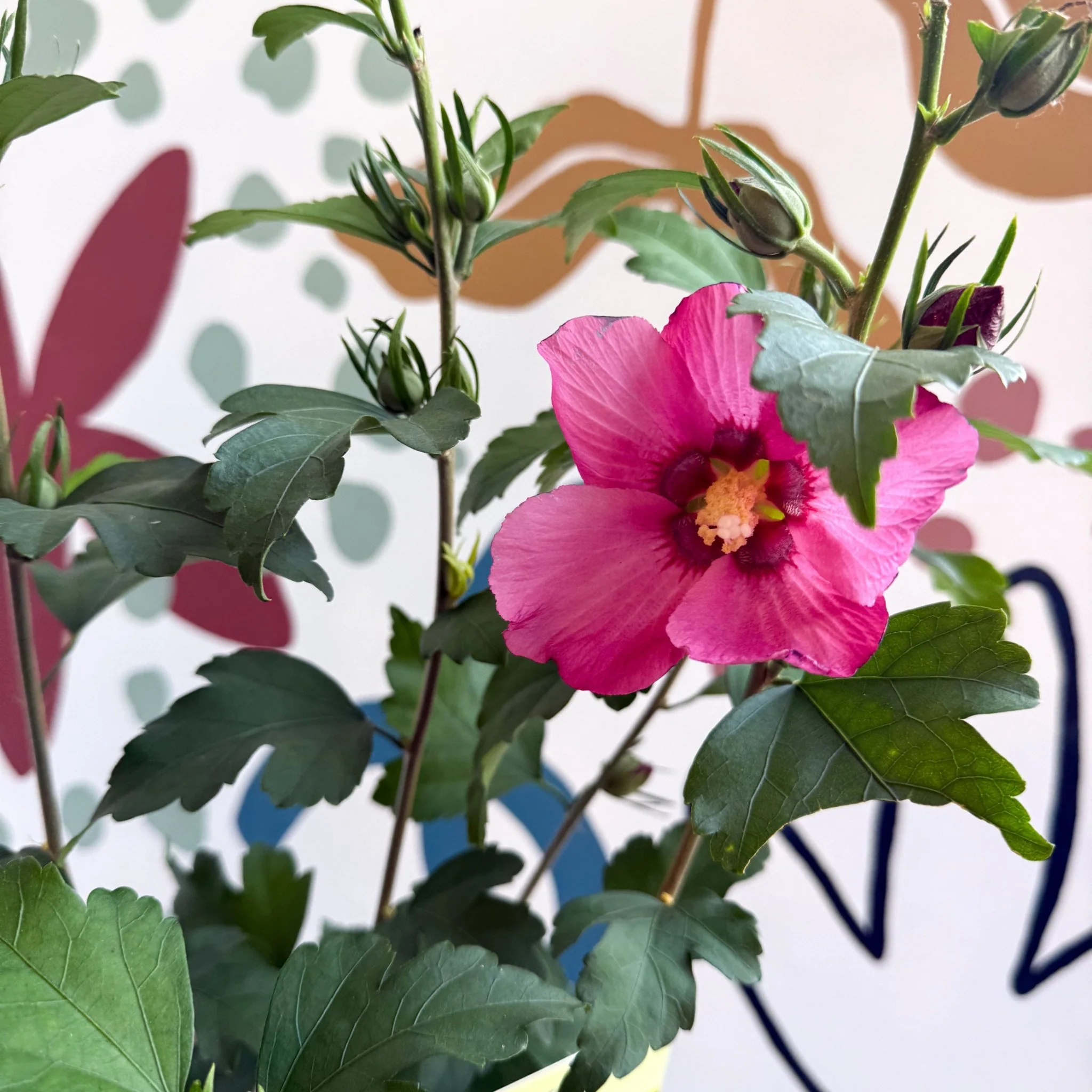 Hibiscus syriacus 'Woodbridge' - Rose of Sharon - Image 6