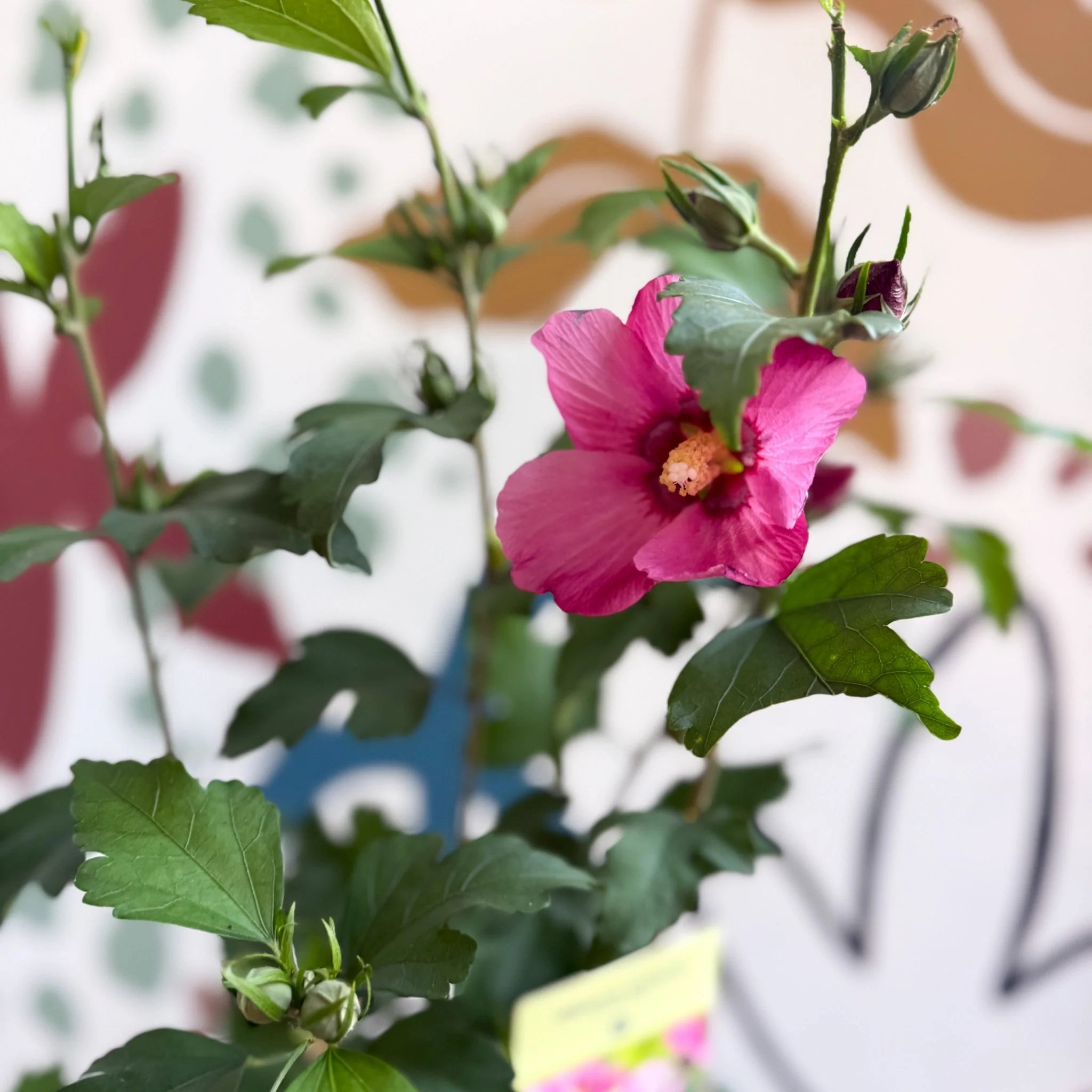 Hibiscus syriacus 'Woodbridge' - Rose of Sharon - Image 7