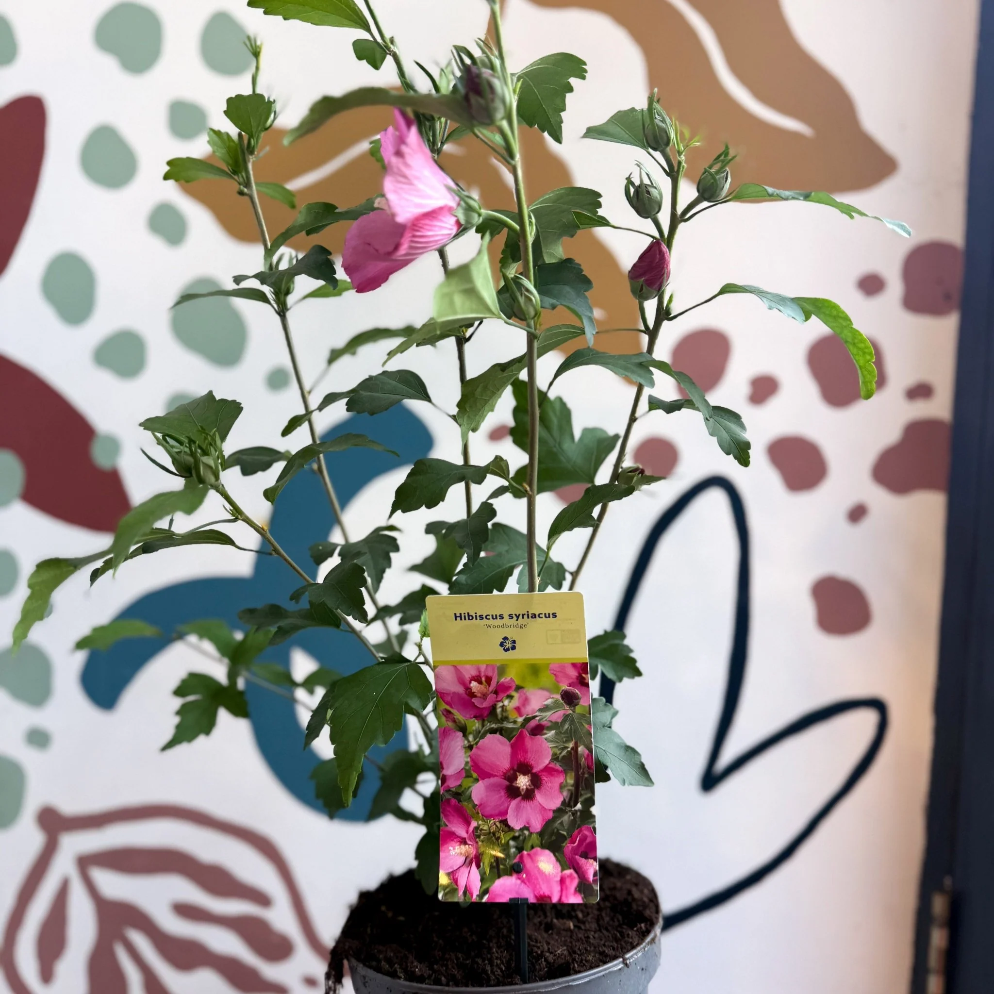 Hibiscus syriacus 'Woodbridge' - Rose of Sharon - Image 8