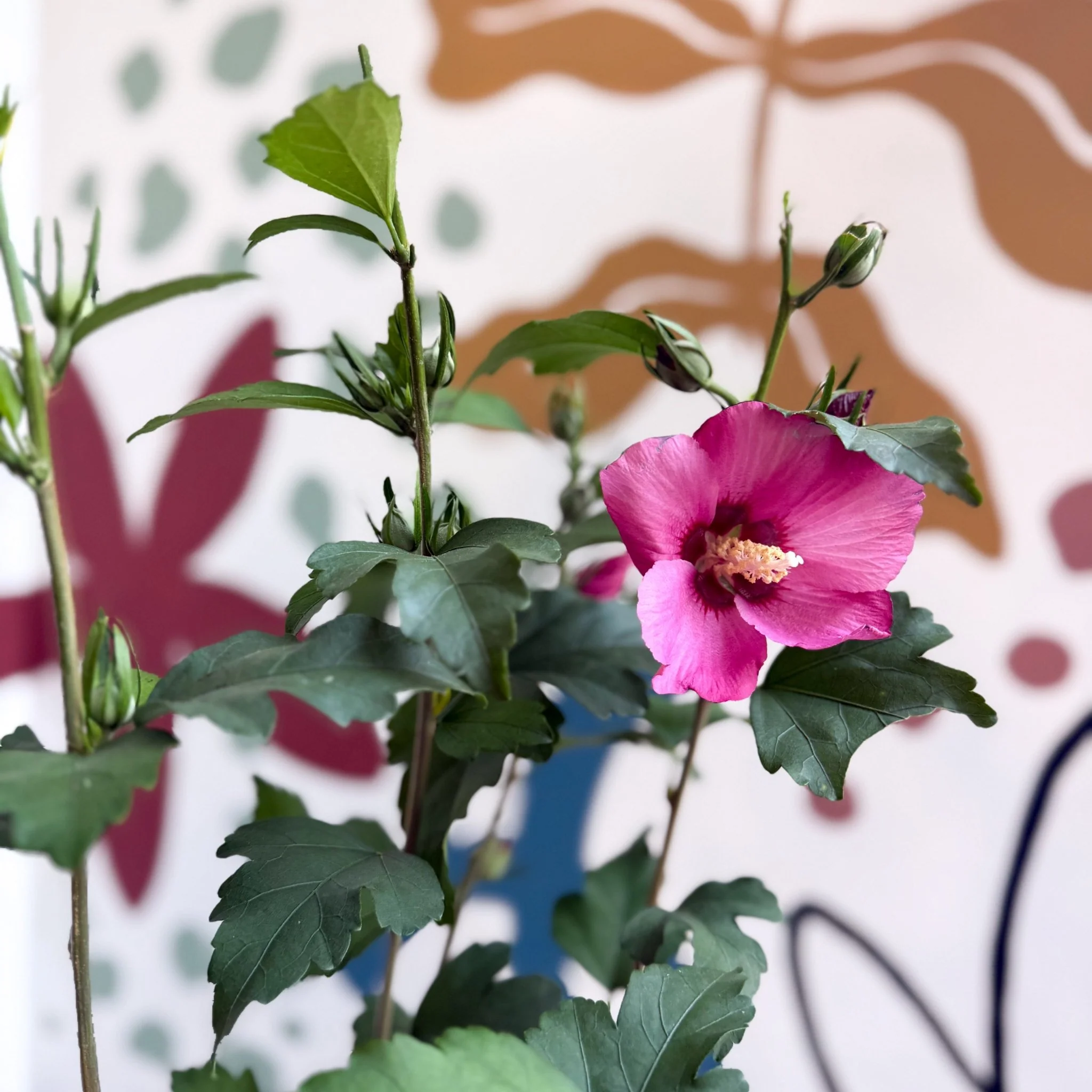 Hibiscus syriacus 'Woodbridge' - Rose of Sharon - Image 9