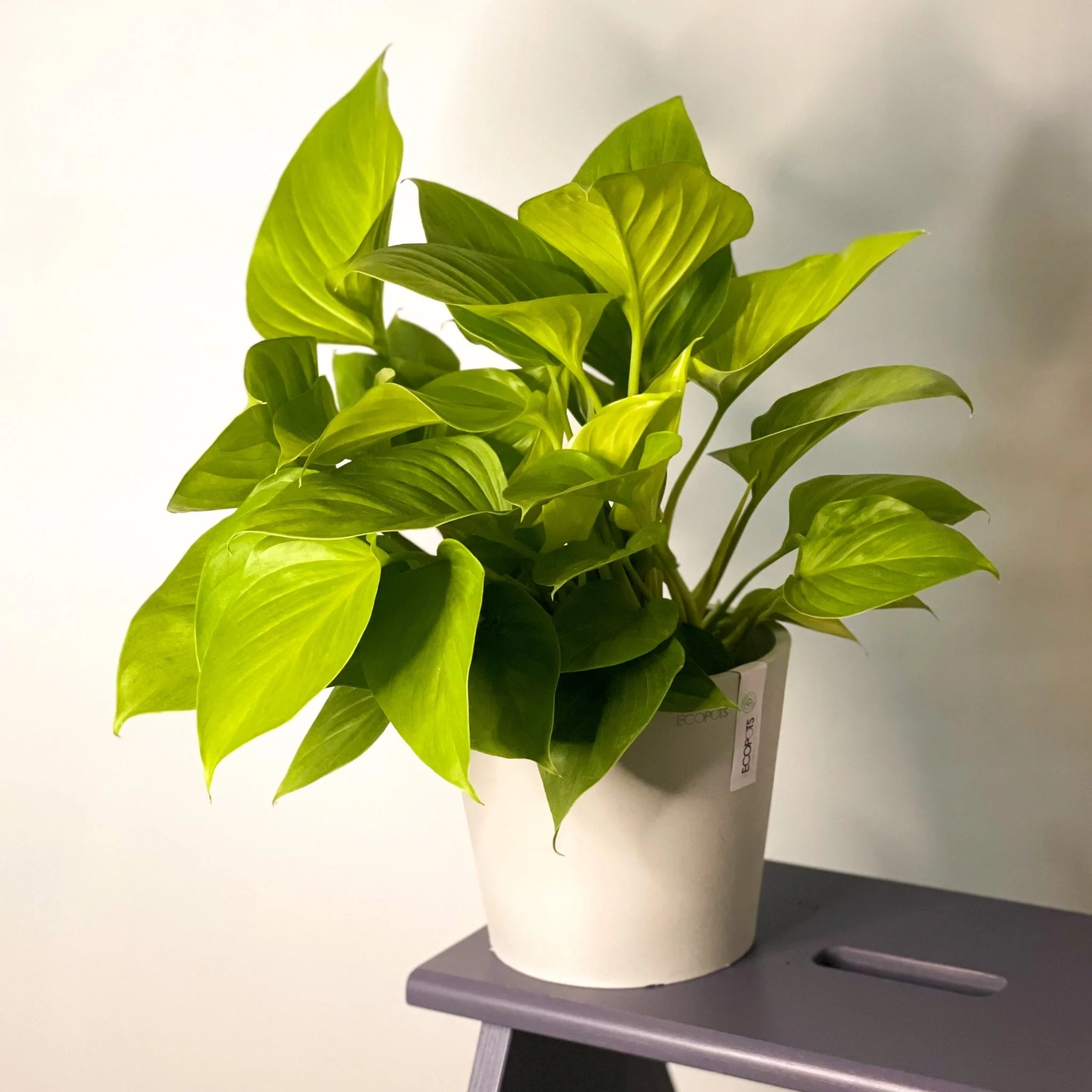 Homalomena rubescens 'Lemon Lime' - Image 6