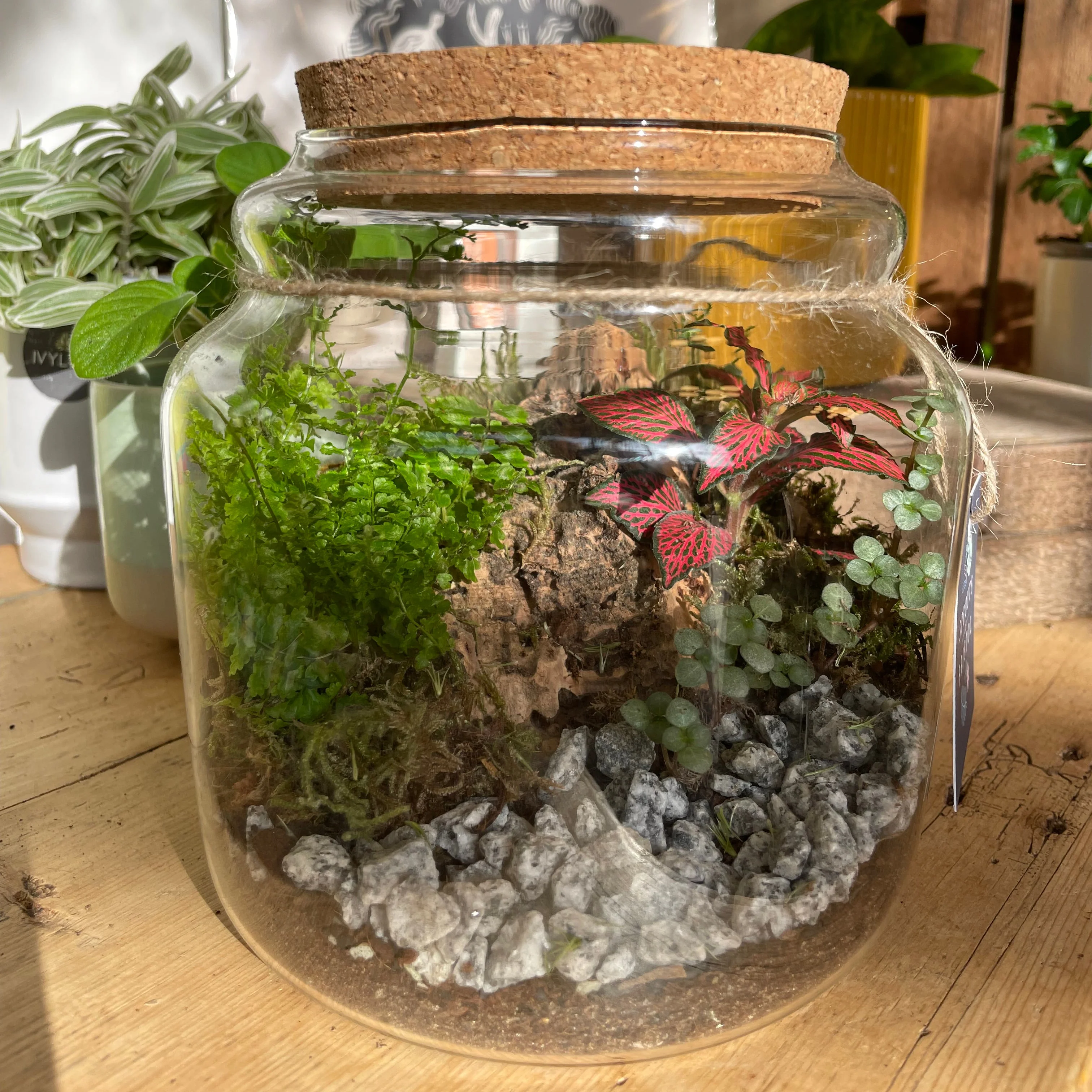 Honey Pot Bioactive Terrarium - Image 2