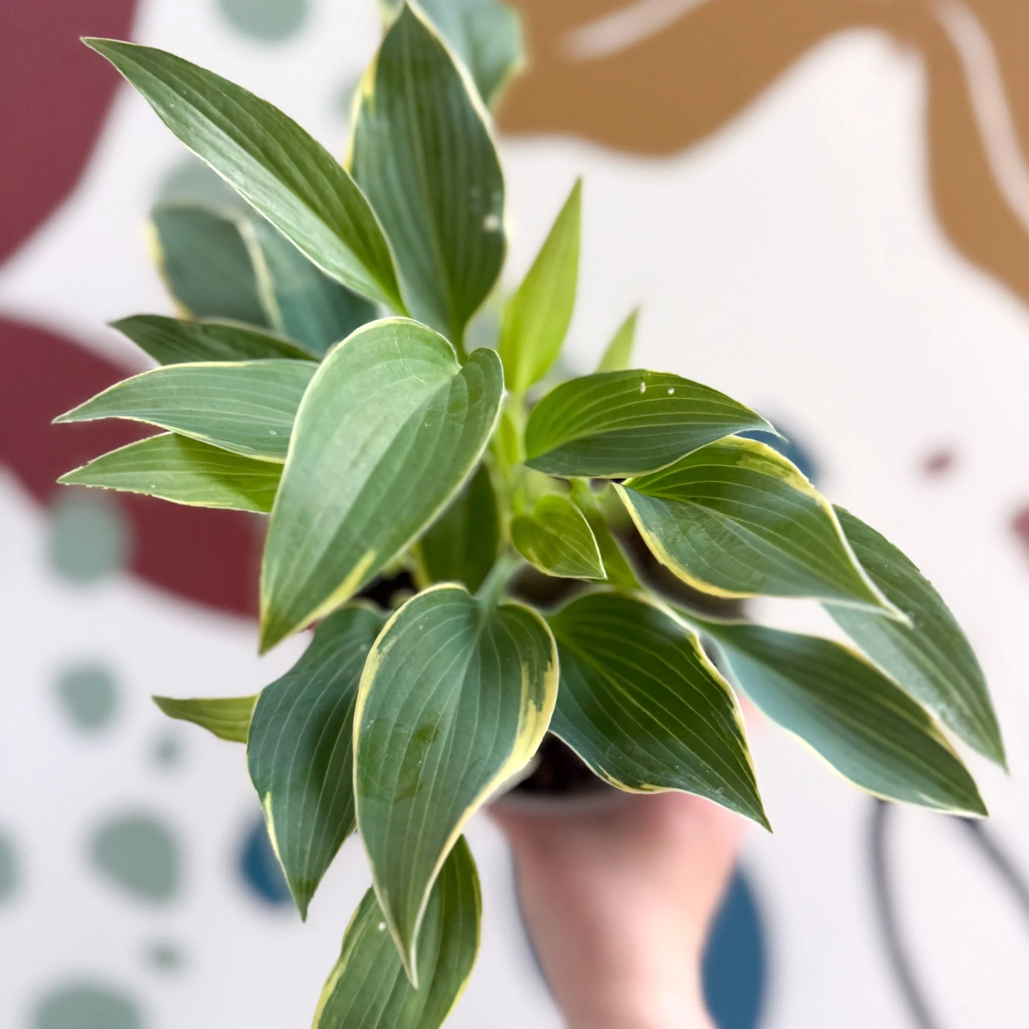 Hosta 'First Frost' - Plantain Lily