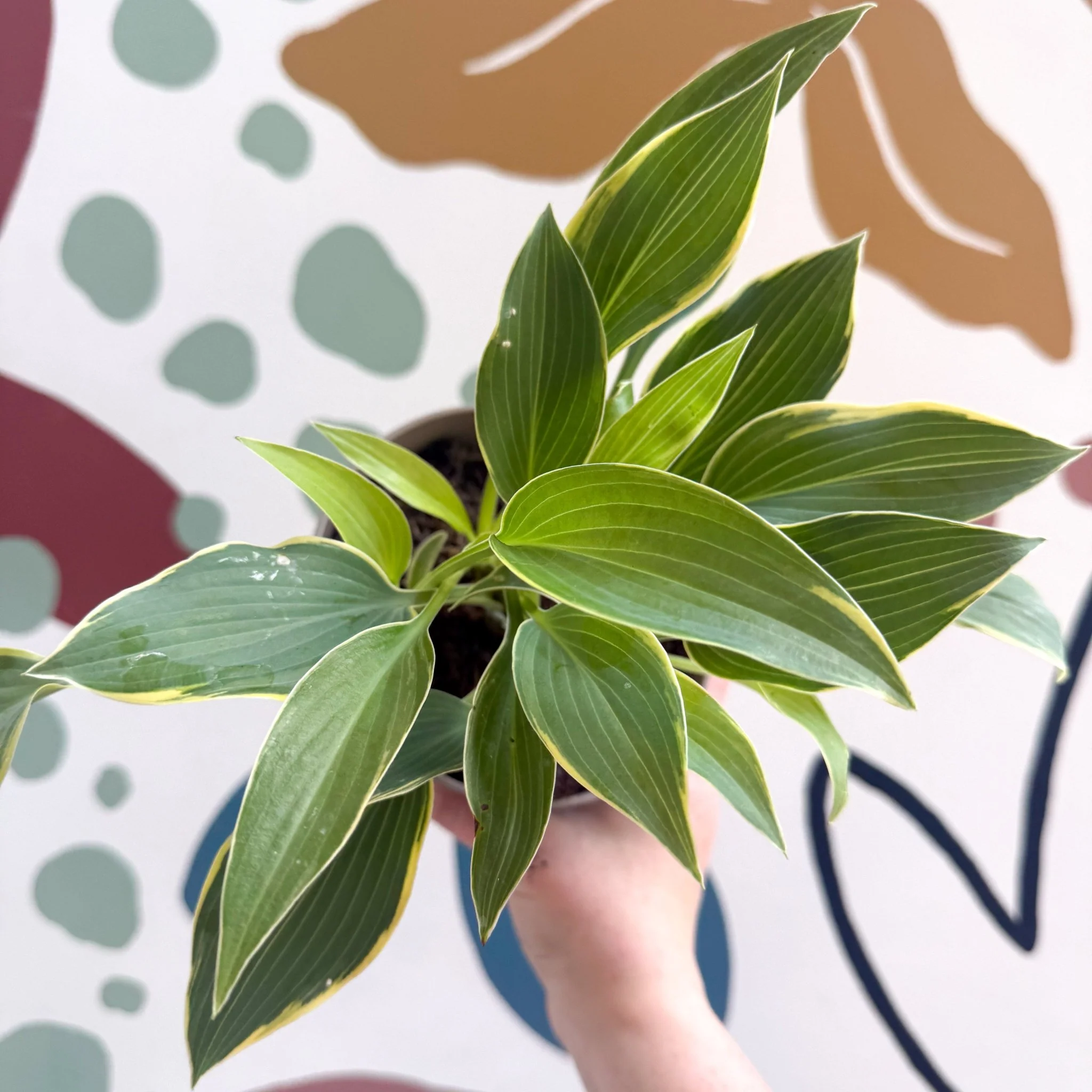 Hosta 'First Frost' - Plantain Lily - Image 4