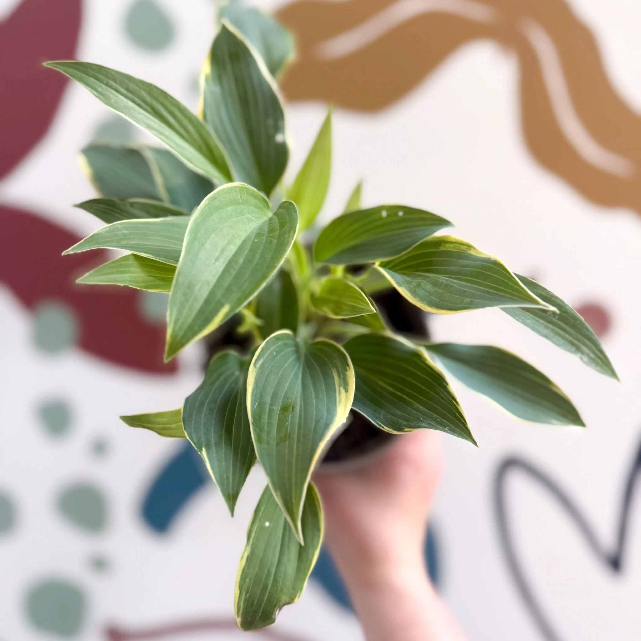Hosta 'First Frost' - Plantain Lily - Image 6