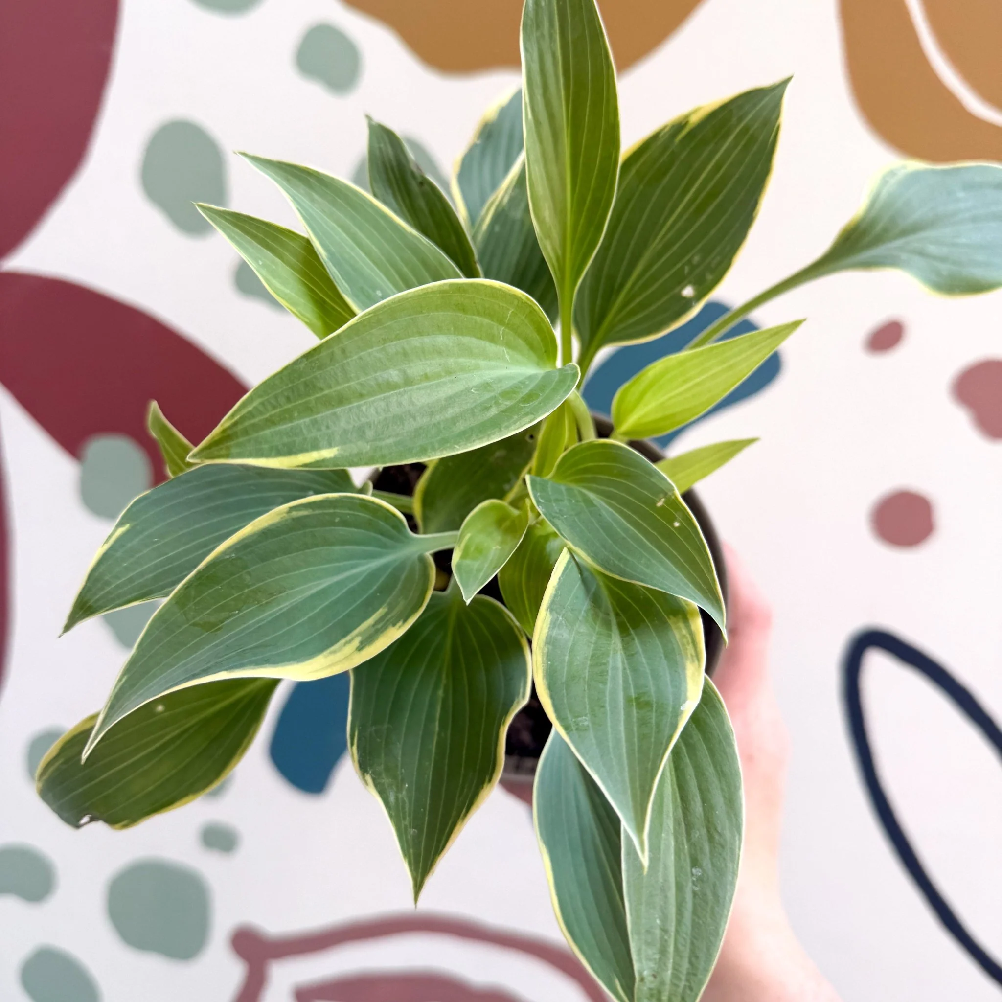 Hosta 'First Frost' - Plantain Lily - Image 8