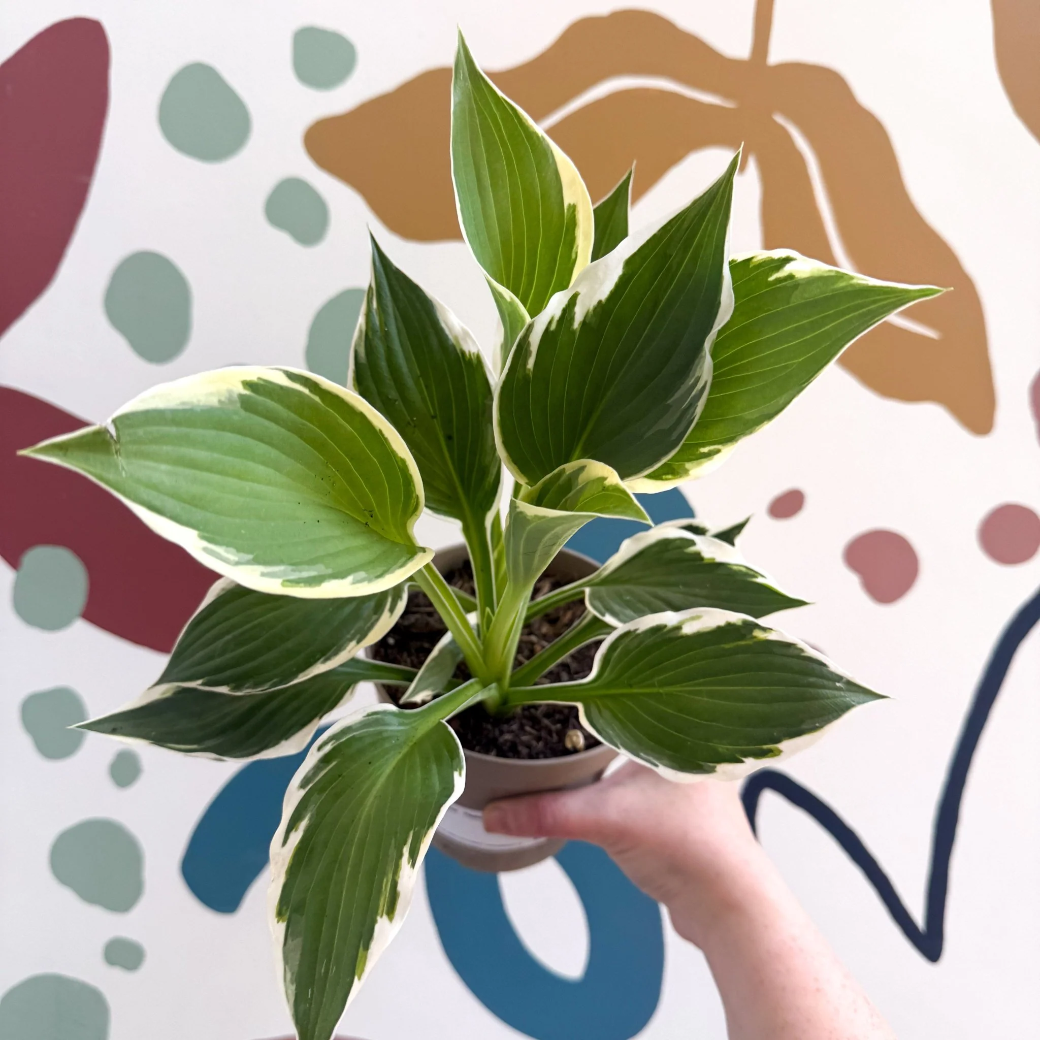 Hosta 'Patriot' - Plantain Lily - Image 10
