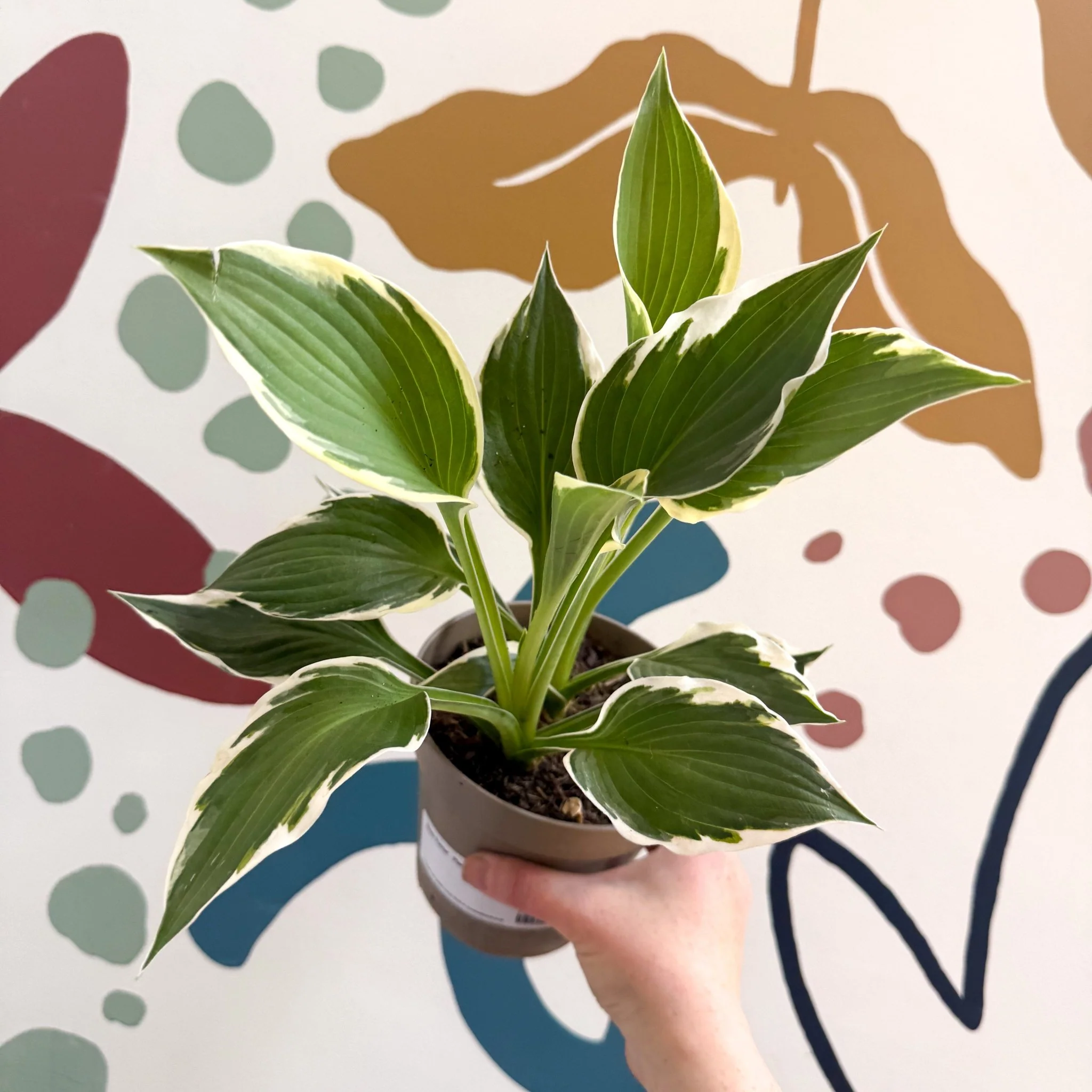 Hosta 'Patriot' - Plantain Lily - Image 12