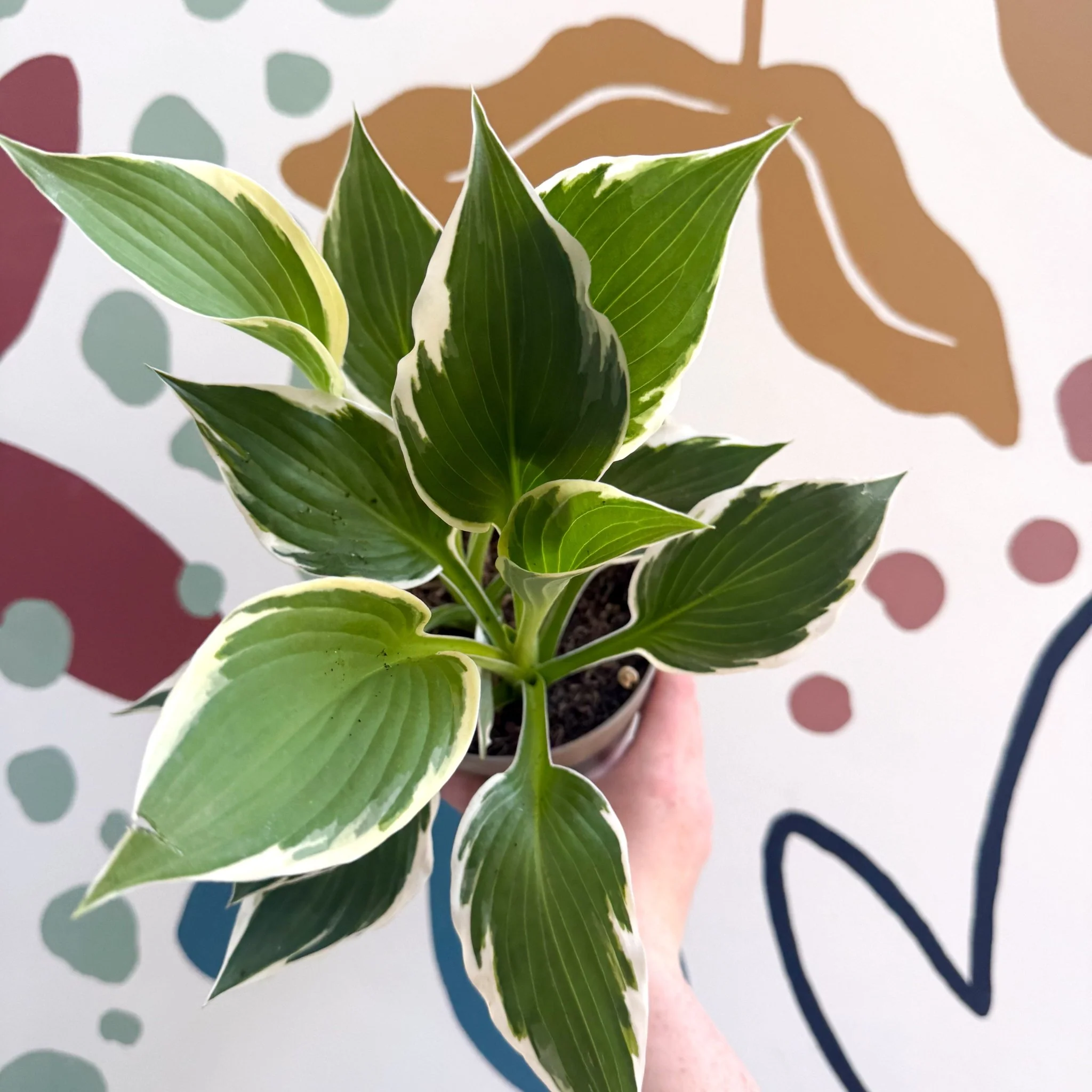 Hosta 'Patriot' - Plantain Lily - Image 3