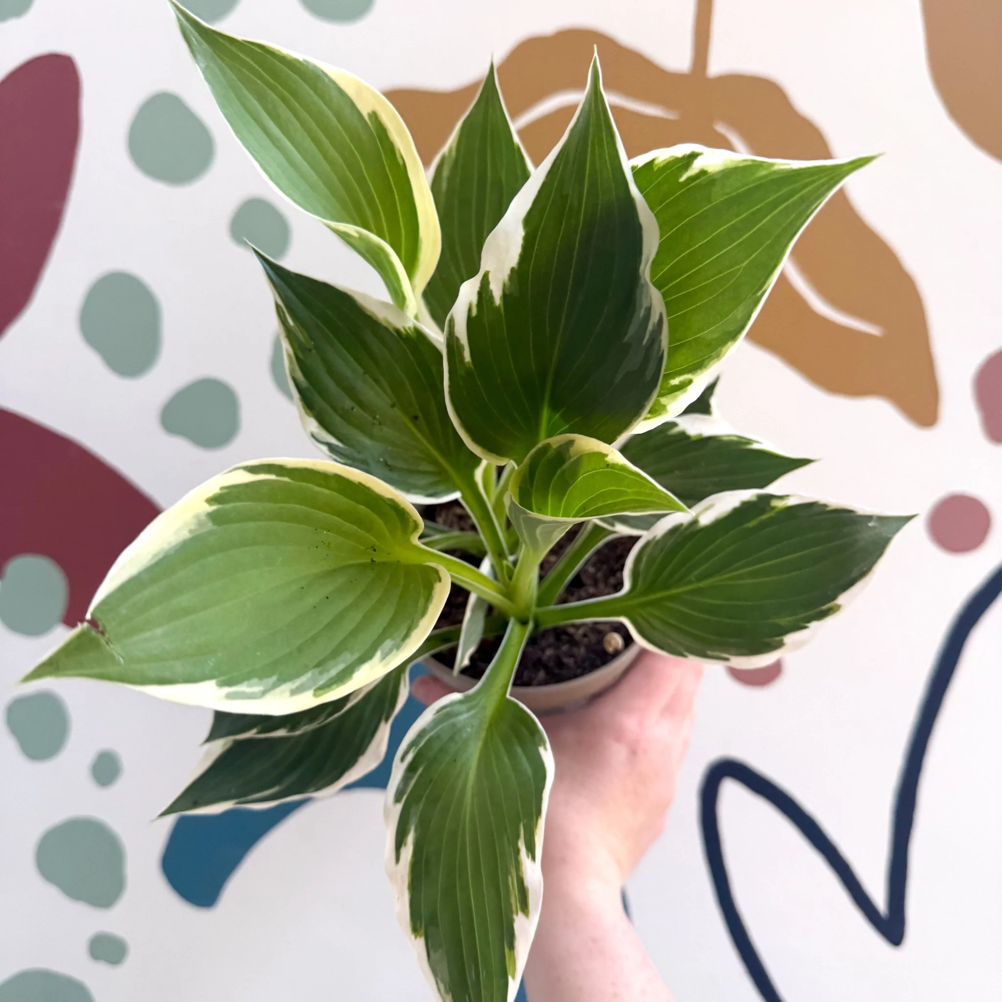 Hosta 'Patriot' - Plantain Lily - Image 4