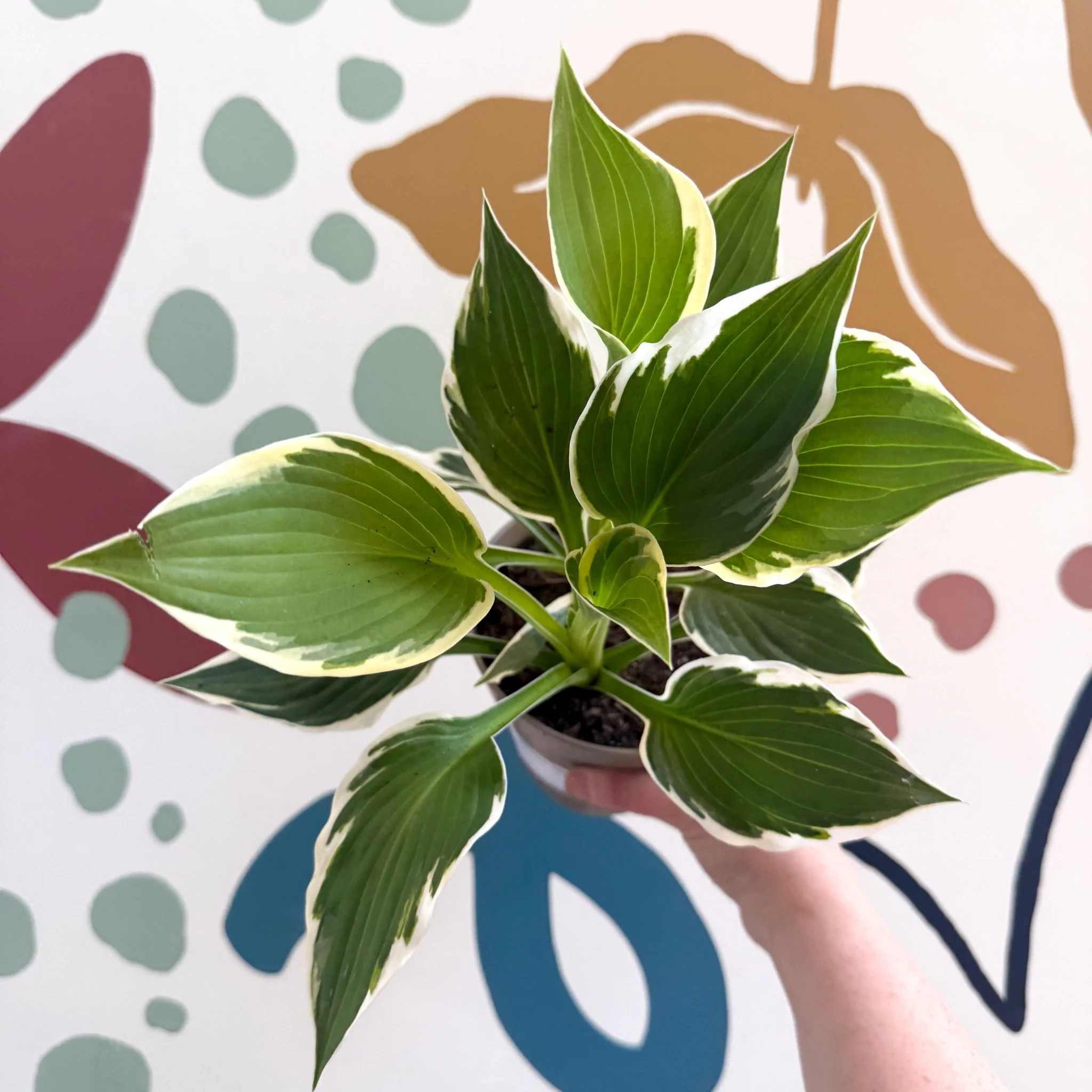 Hosta 'Patriot' - Plantain Lily - Image 8