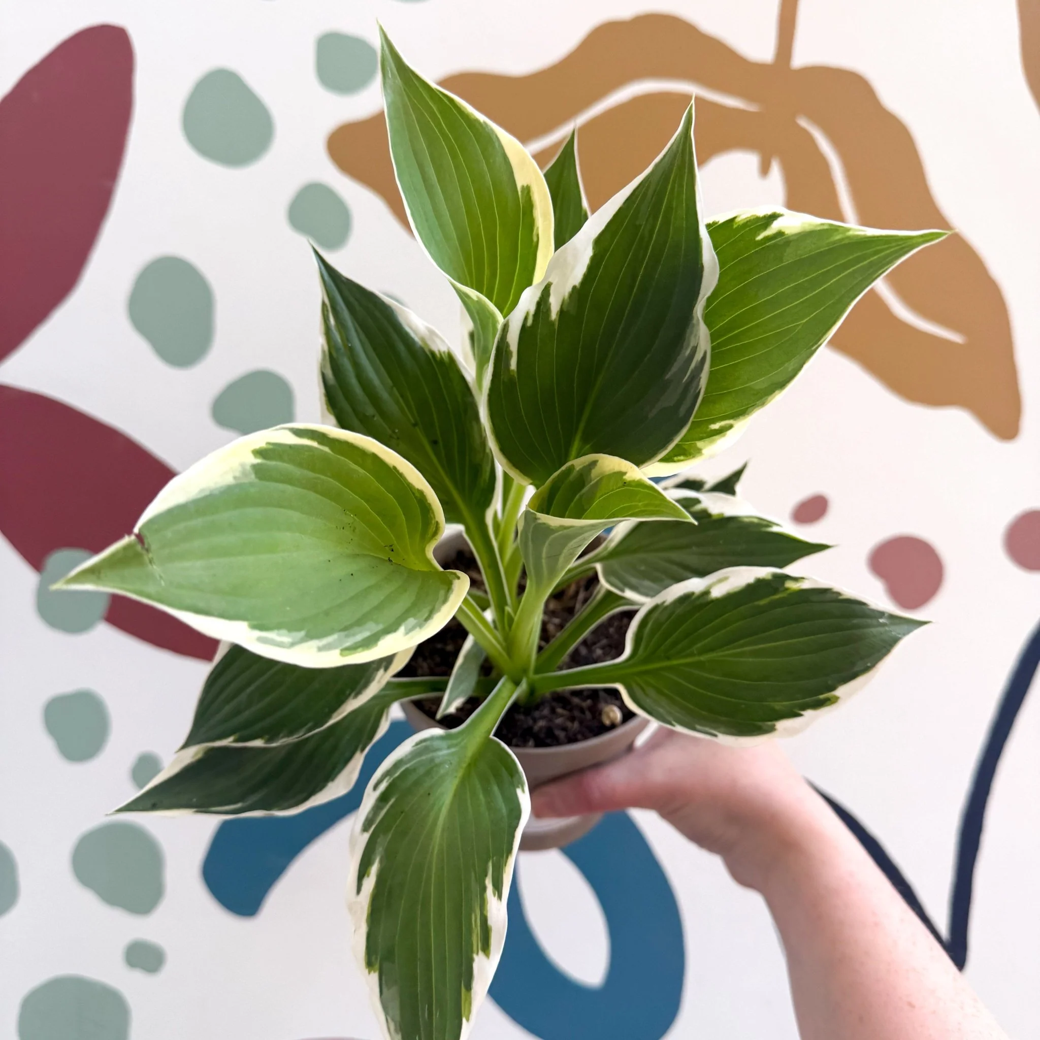 Hosta 'Patriot' - Plantain Lily - Image 9