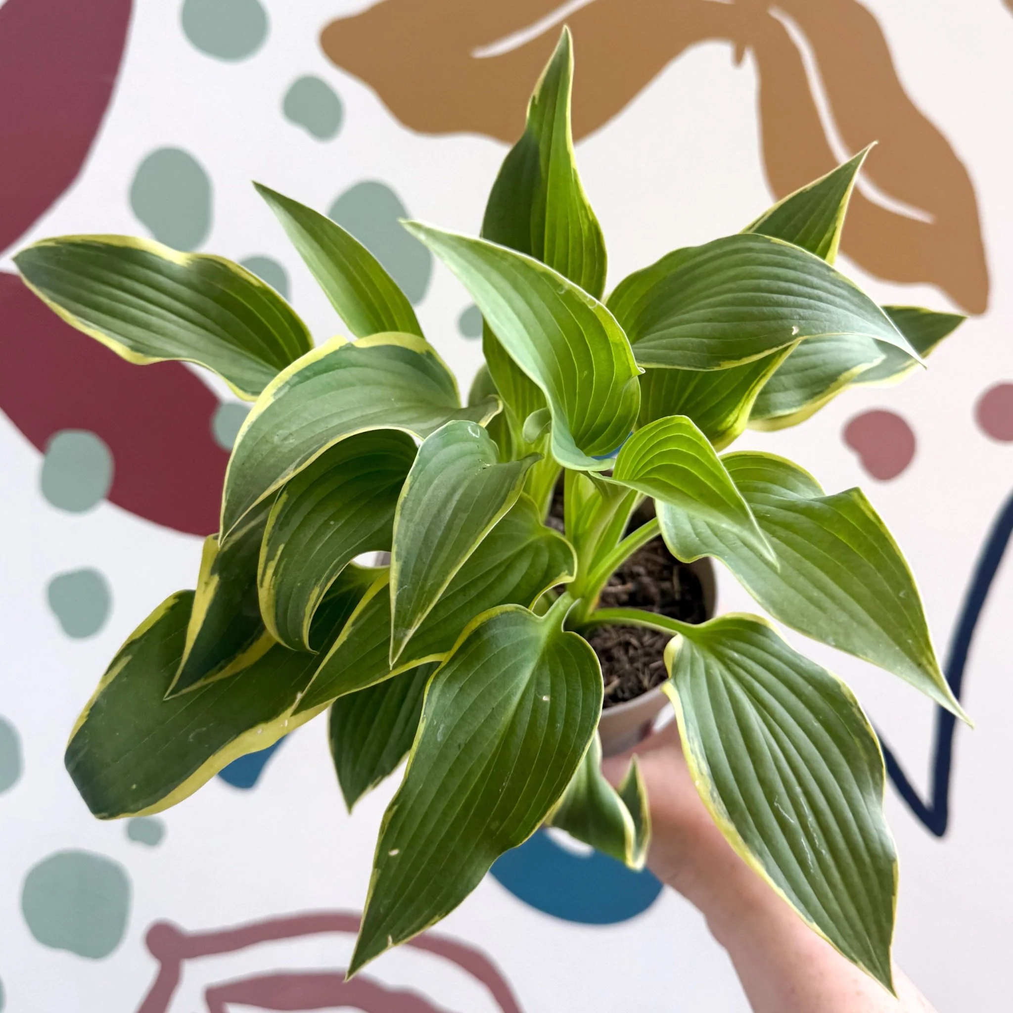 Hosta - Plantain Lily [Random Variety]