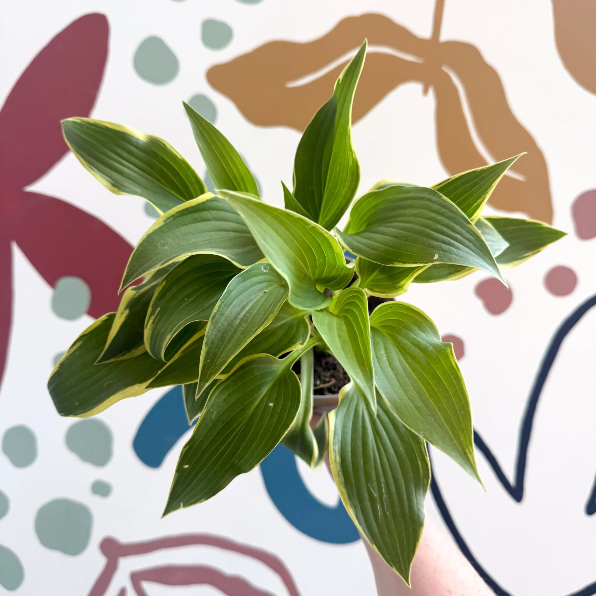 Hosta - Plantain Lily [Random Variety] - Image 10