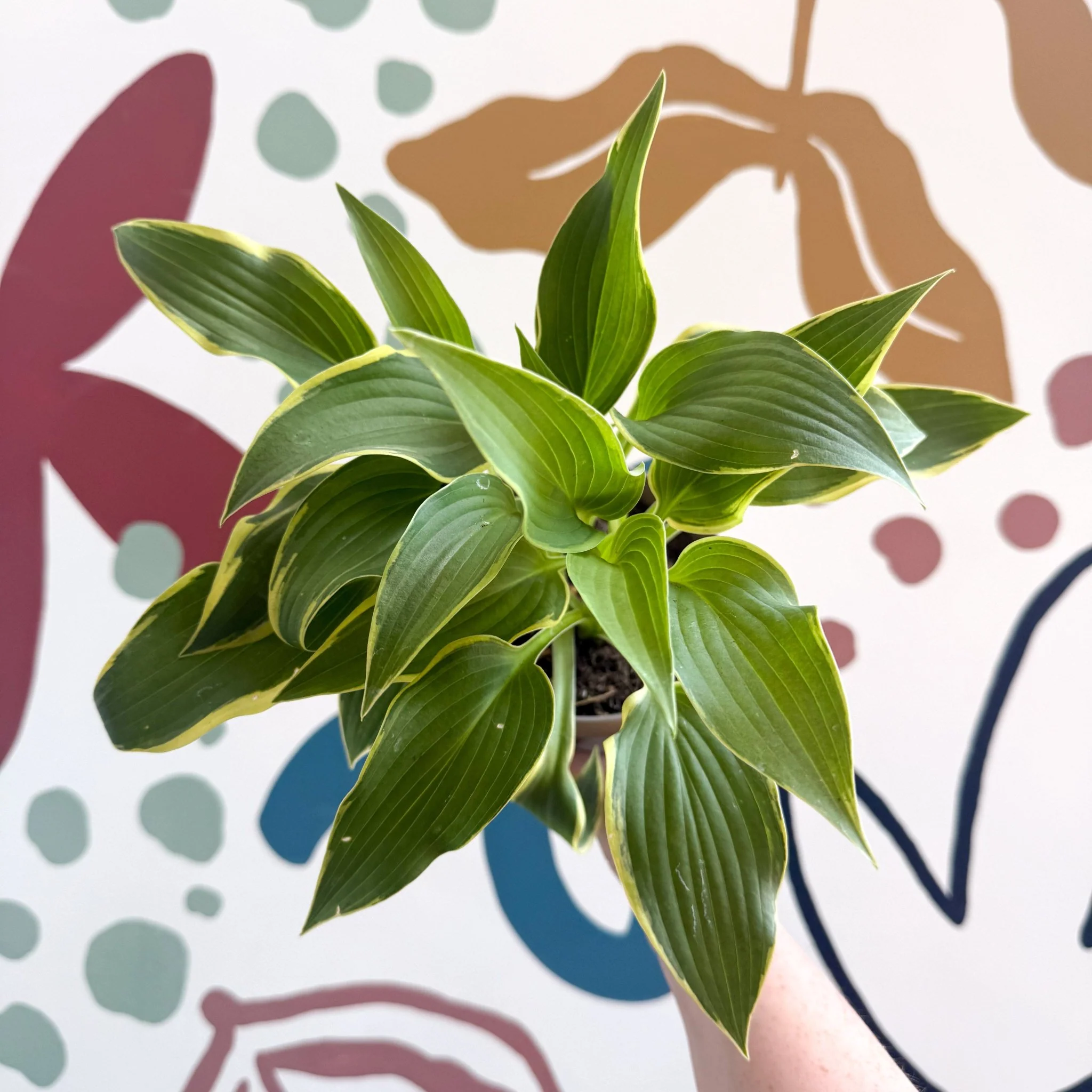 Hosta - Plantain Lily [Random Variety] - Image 11