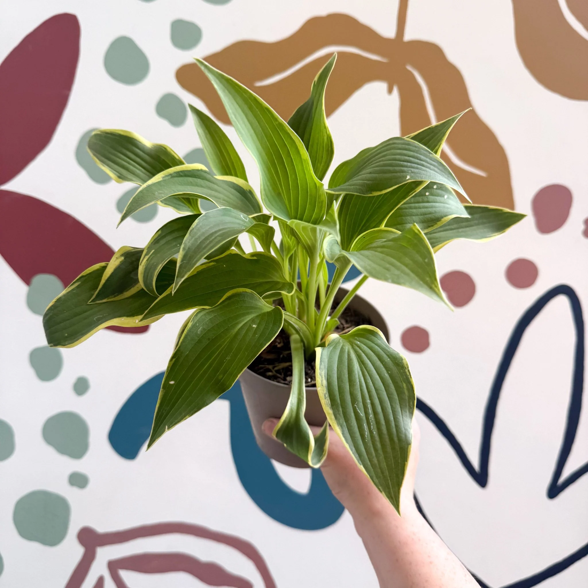 Hosta - Plantain Lily [Random Variety] - Image 12