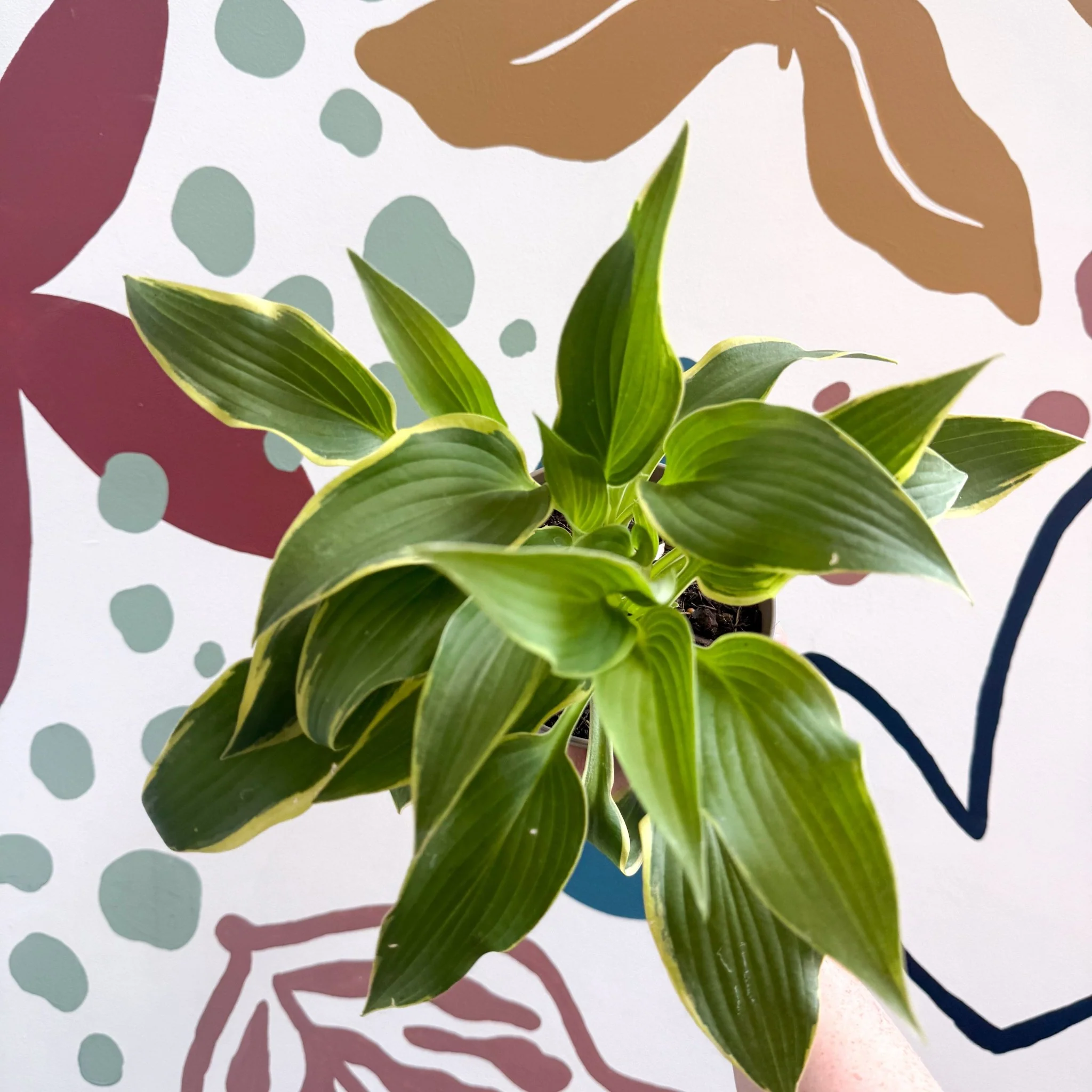Hosta - Plantain Lily [Random Variety] - Image 2