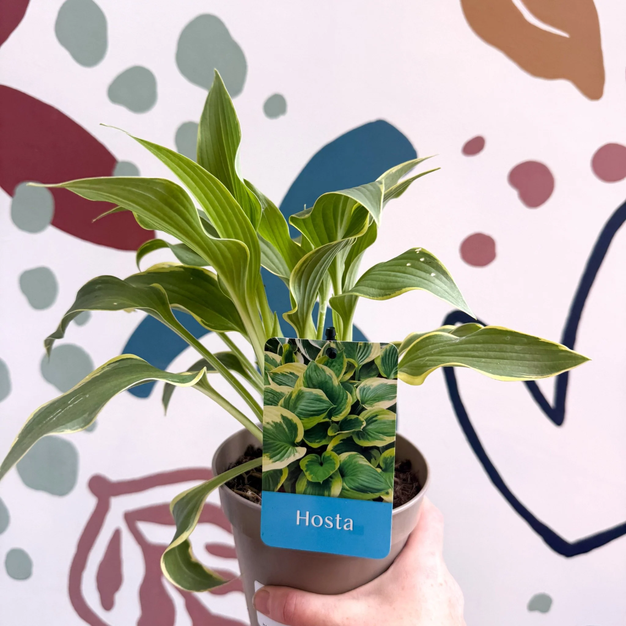 Hosta - Plantain Lily [Random Variety] - Image 3