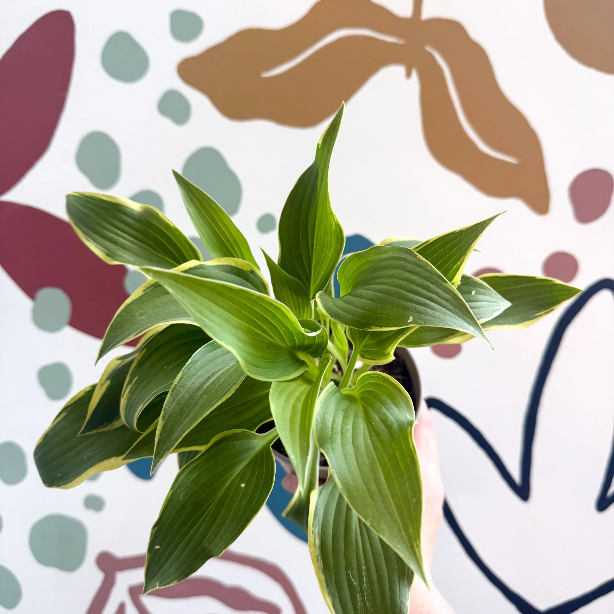 Hosta - Plantain Lily [Random Variety] - Image 4