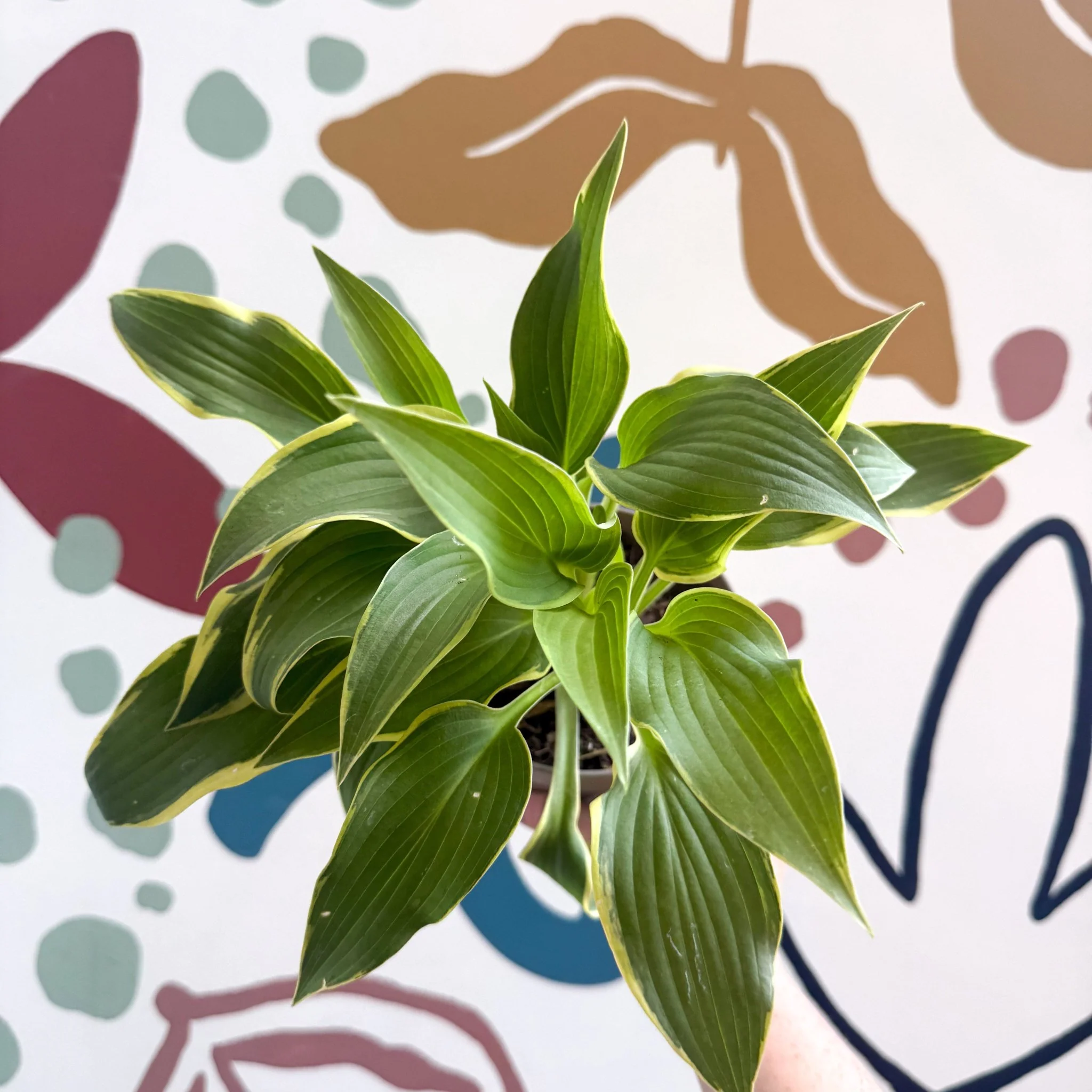 Hosta - Plantain Lily [Random Variety] - Image 5